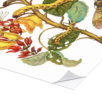 Posterlounge Wandfolie Maria Sibylla Merian, Korallenbaum und Seidenspinner, Grafikdesign
