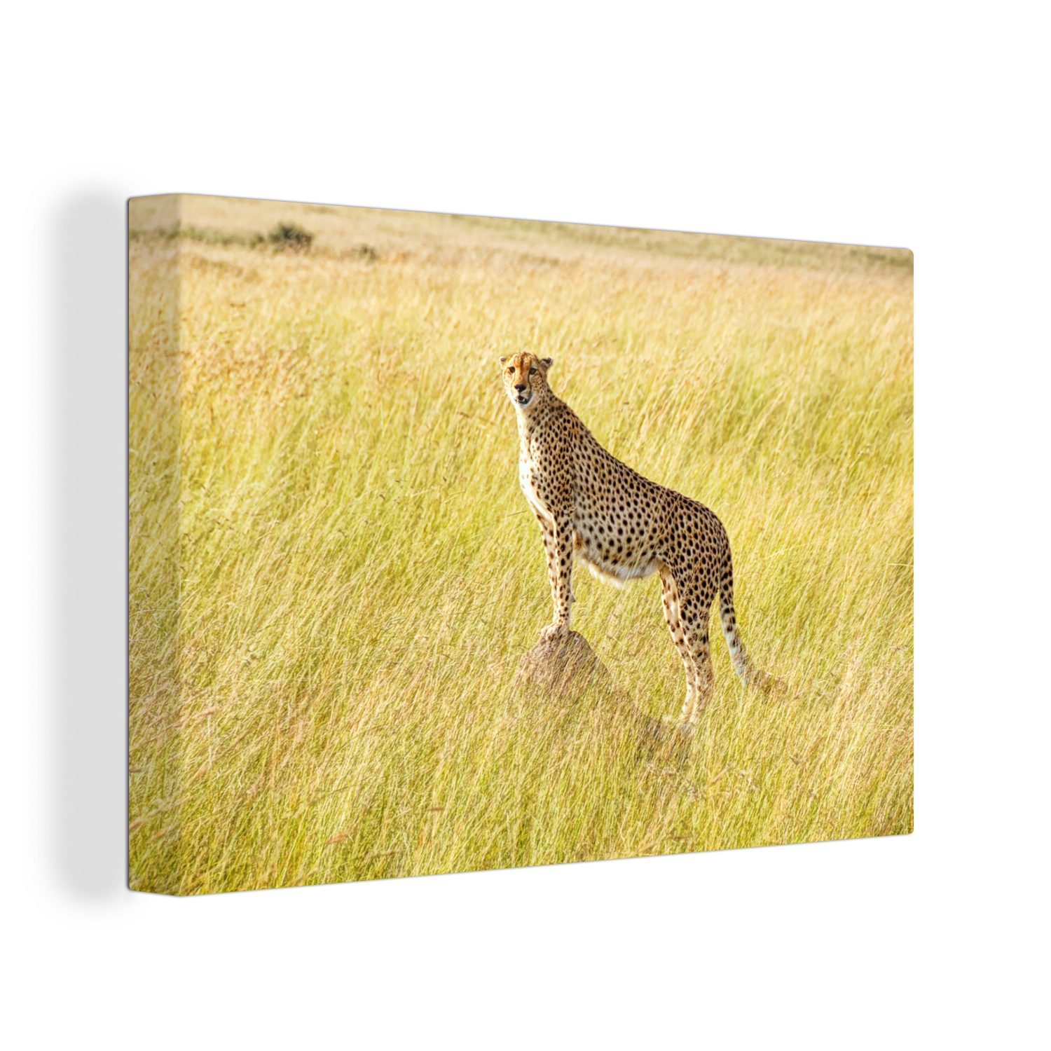 OneMillionCanvasses® Leinwandbild Gepard in der Masai Mara, (1 St), Wandbild Leinwandbilder, Aufhängefertig, Wanddeko, 30x20 cm