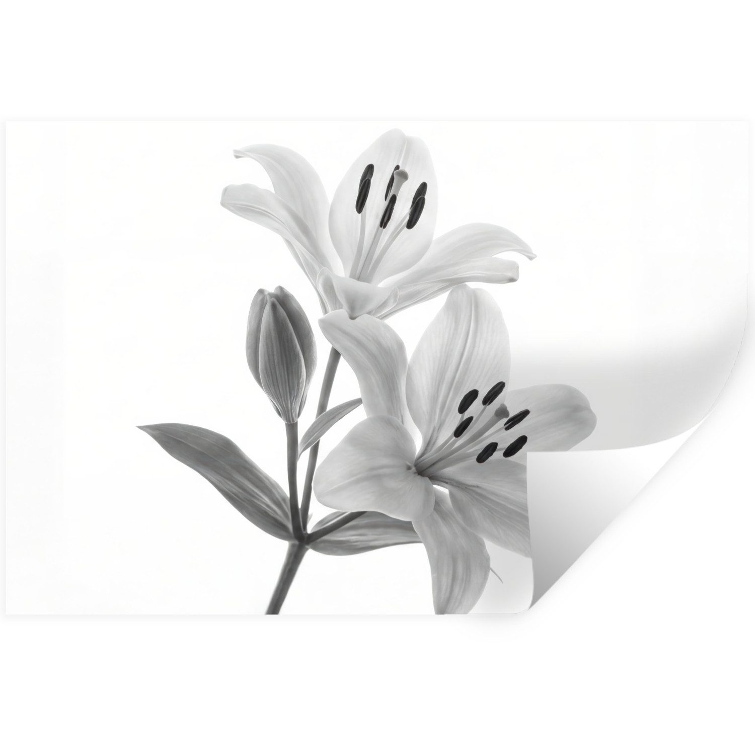 MuchoWow Wandsticker Lilien - Elegant - Schwarz - Weiß (1 St), Wandtattoo, Selbstklebend, Wohnzimmer, 30x20 cm