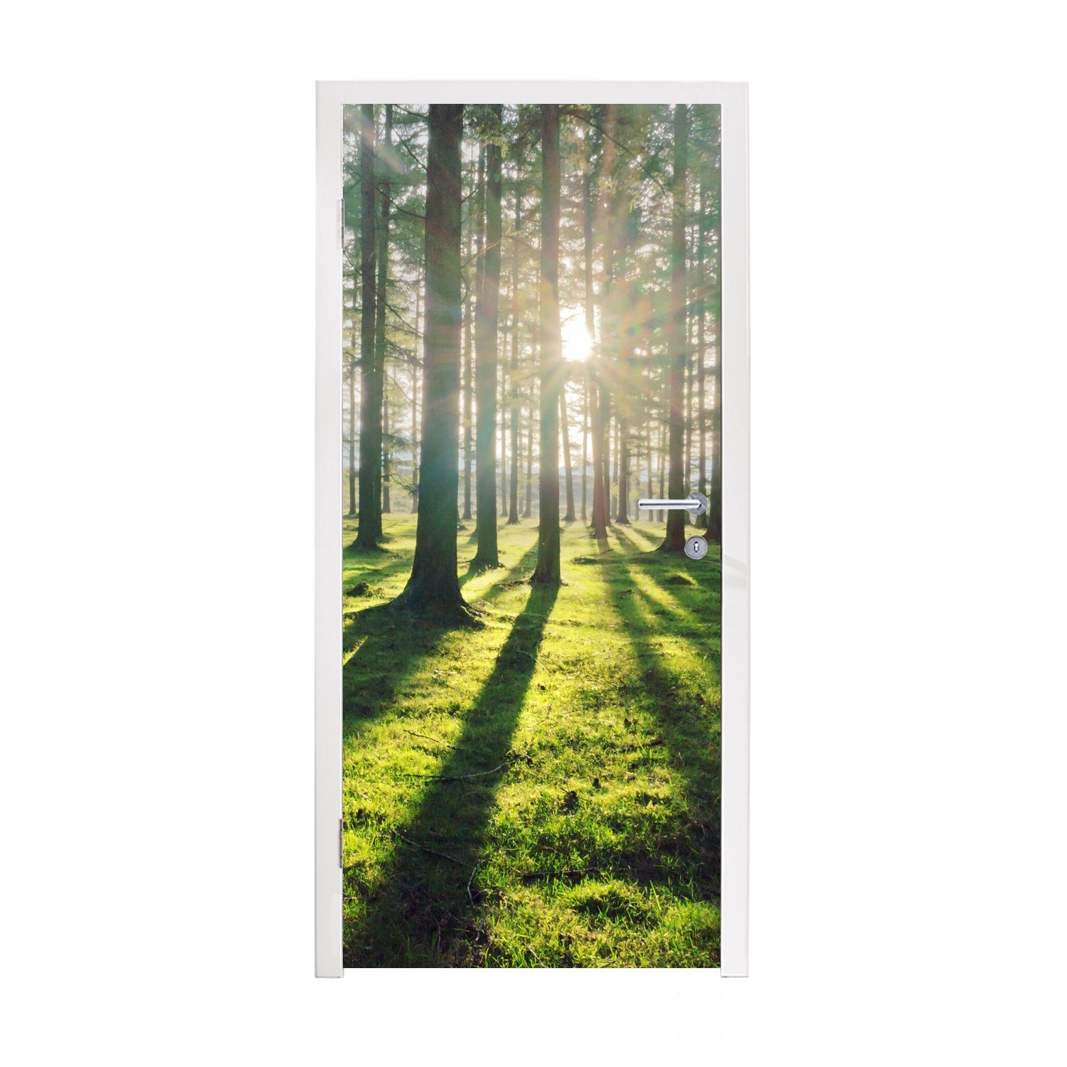 Fototapete - Türtapete St), für Tür, 75x205 Matt, Natur MuchoWow cm Wald, Türaufkleber, (1 Bäume - bedruckt,