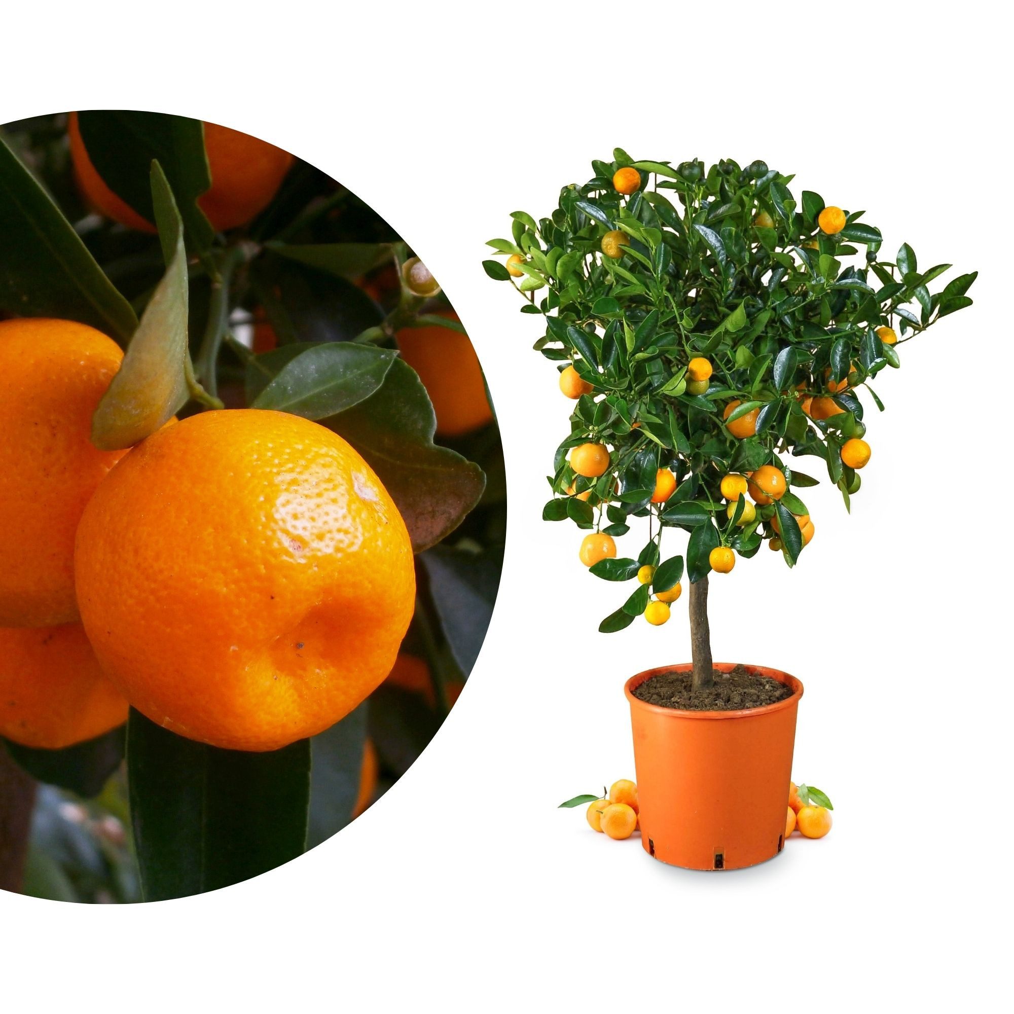 Meine Orangerie Obstpflanze Calamondin - Calamansi - Citrus Mitis, echte Calamondin Orange, professionell veredelter und fruchtreifer Zitrusbaum
