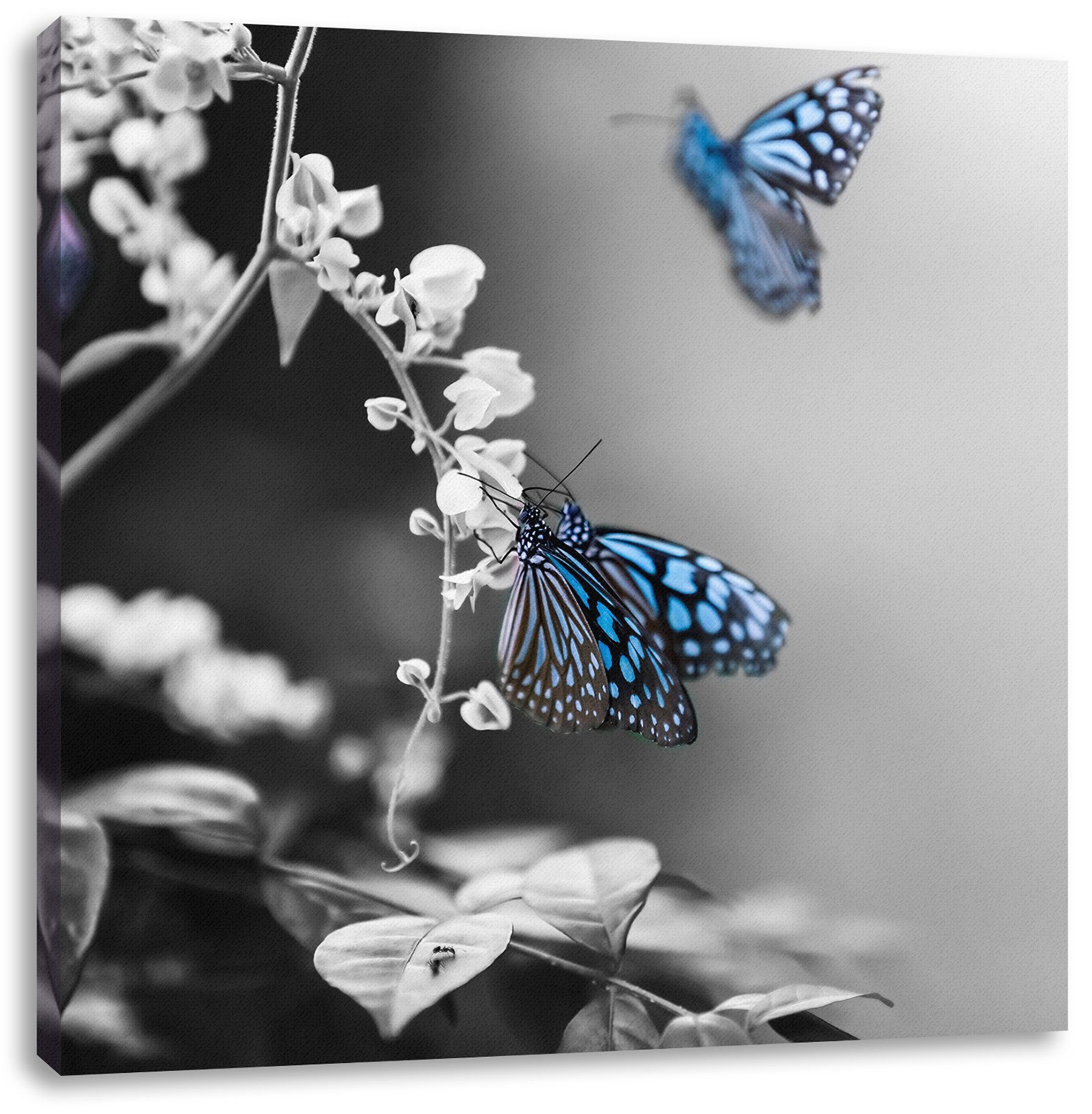 Pixxprint St), Zackenaufhänger bespannt, Schmetterlinge Schmetterlinge Blumen Leinwandbild Leinwandbild auf (1 auf Blumen, fertig inkl.