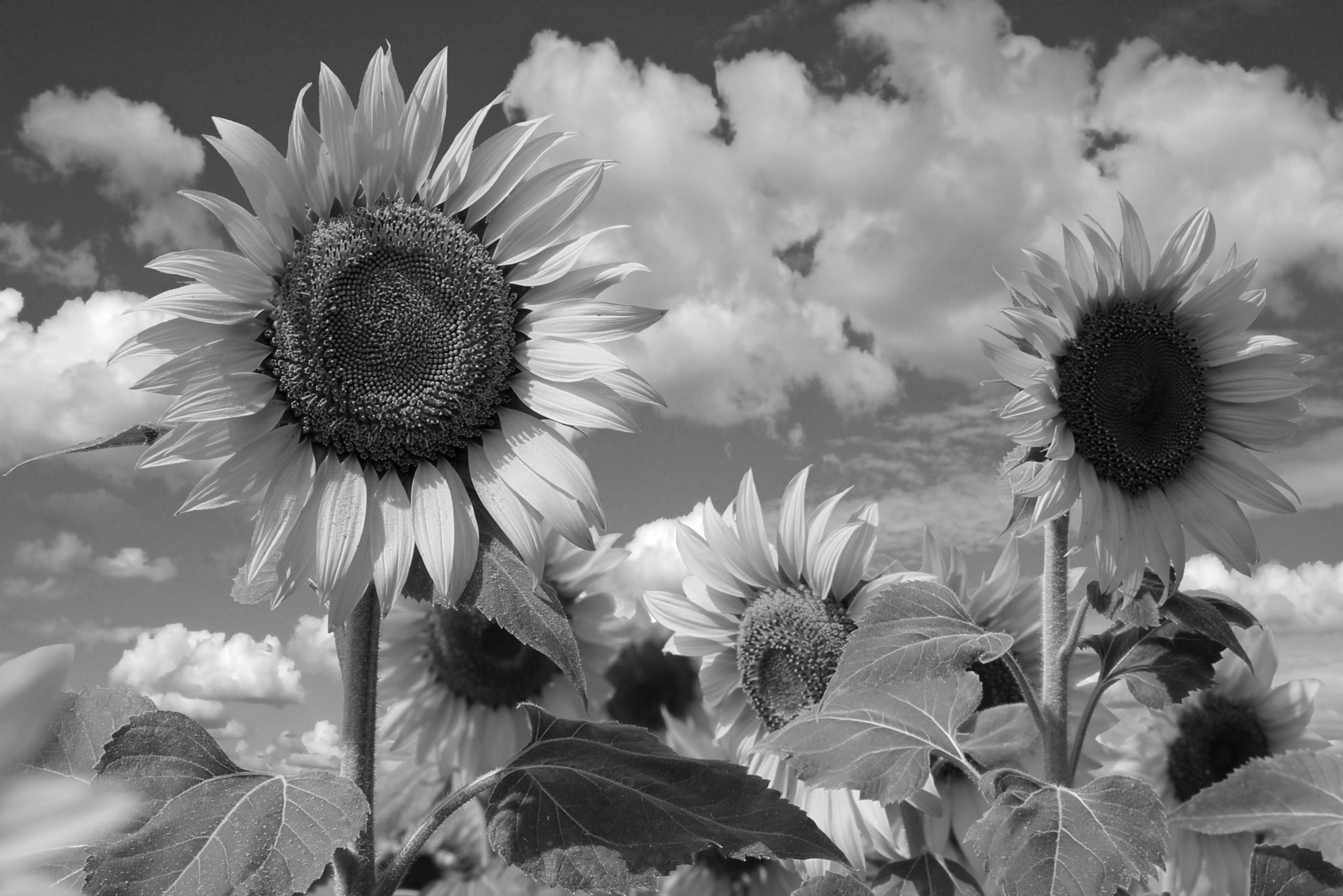 Fototapete Sonnenblume Schwarz & Weiß