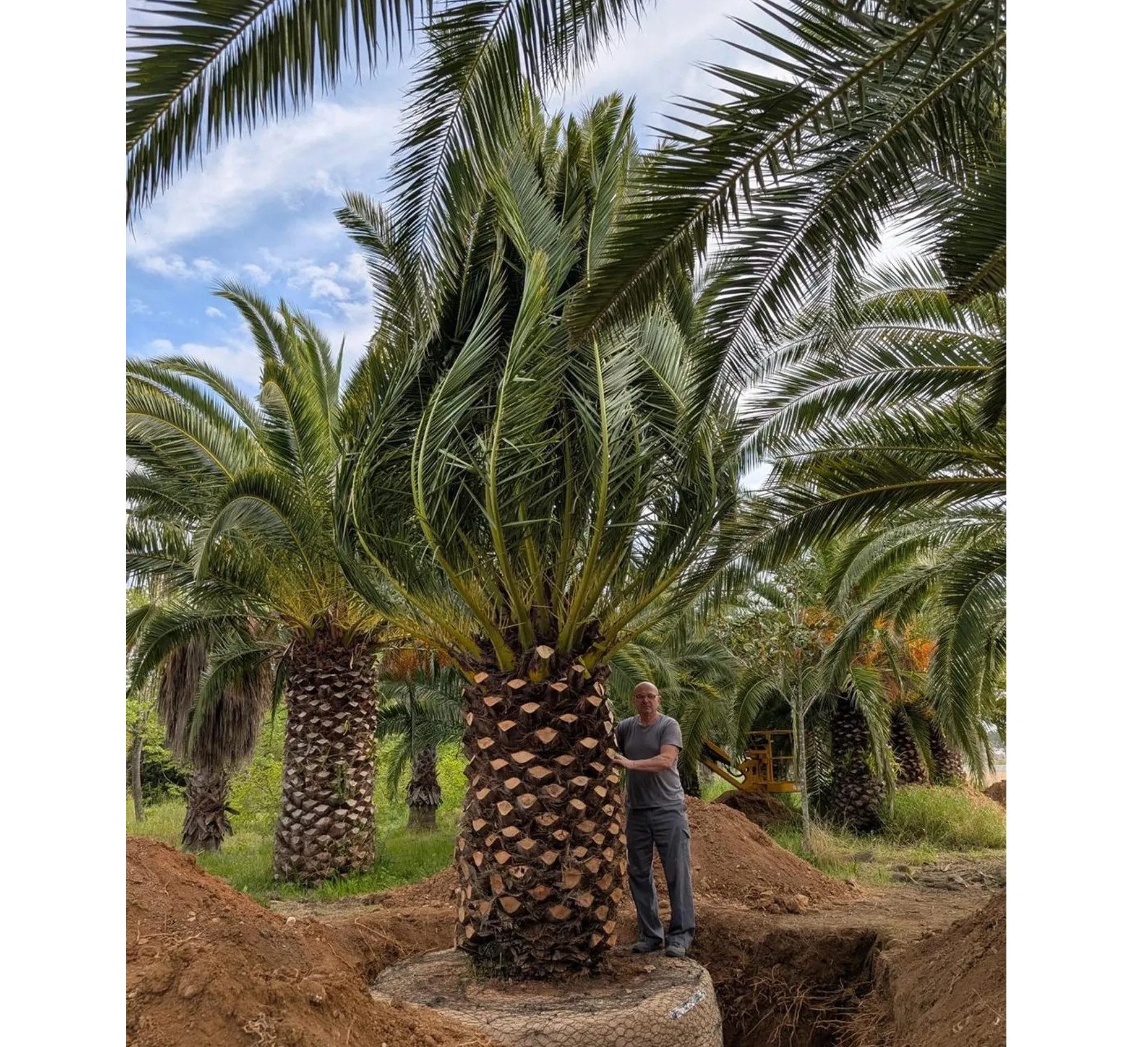 Palms-Store Baum Palme Phoenix Canariensis Höhe 8 Meter, Majestätischer Wuchs: Erreicht Höhen von bis zu 15 m