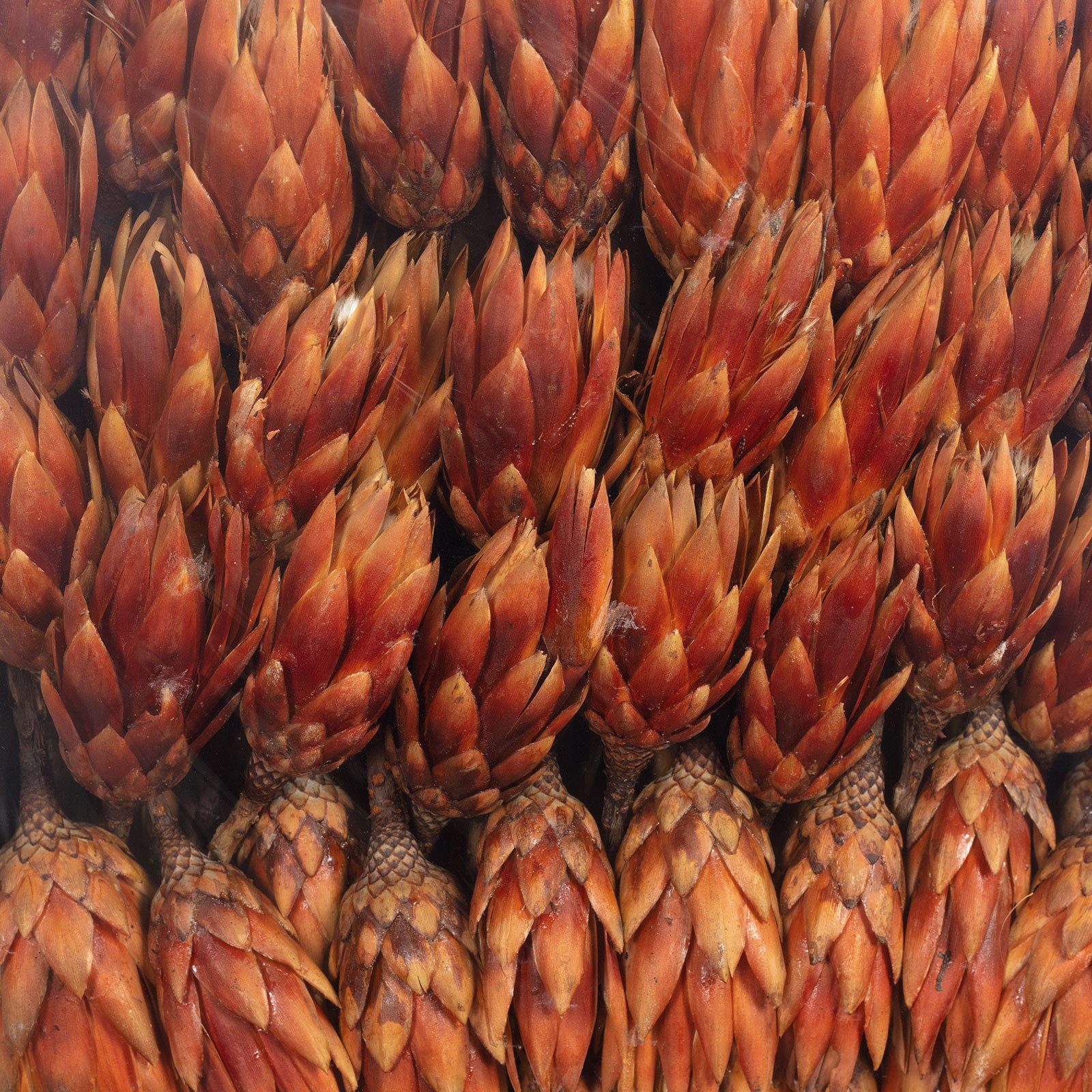 - groß Stück Vosteen - 100 hell Repens Protea geflammt, - Trockenblume