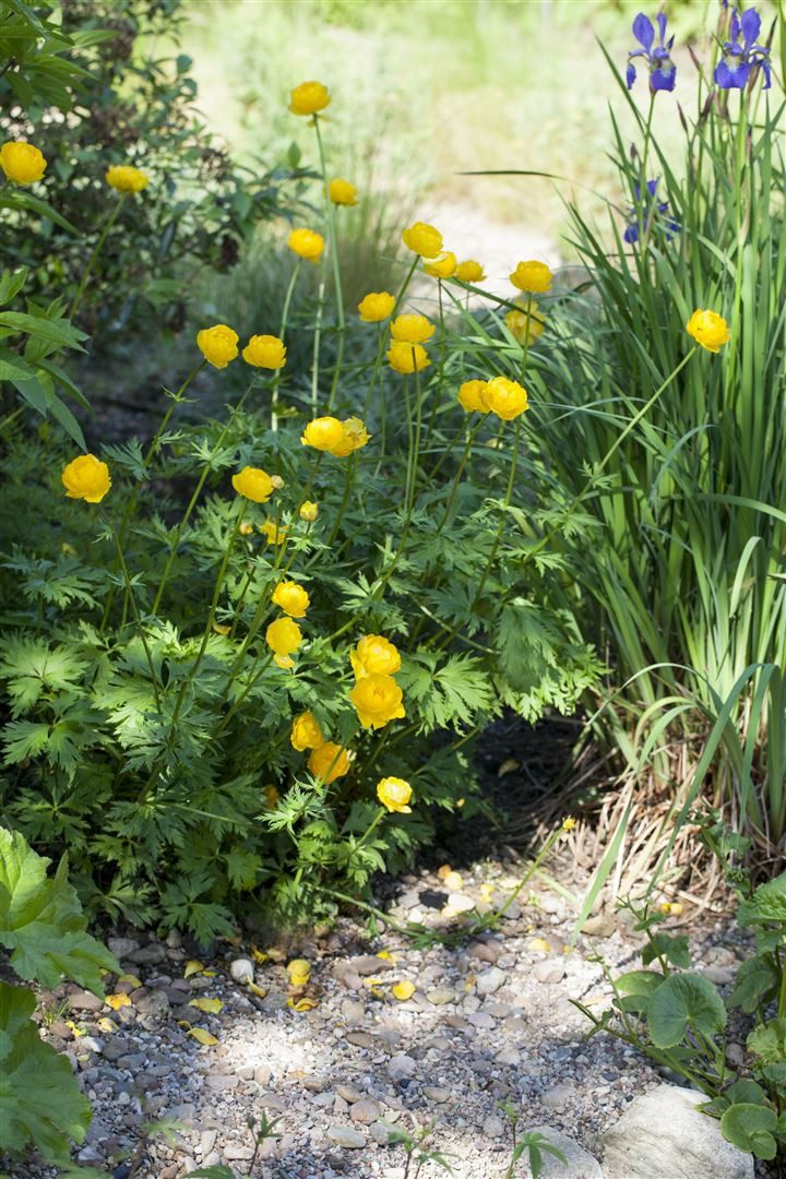 Pflanzen für Dich Staude Trollius europaeus, 1 St., Trollblume, Europäische Trollblume