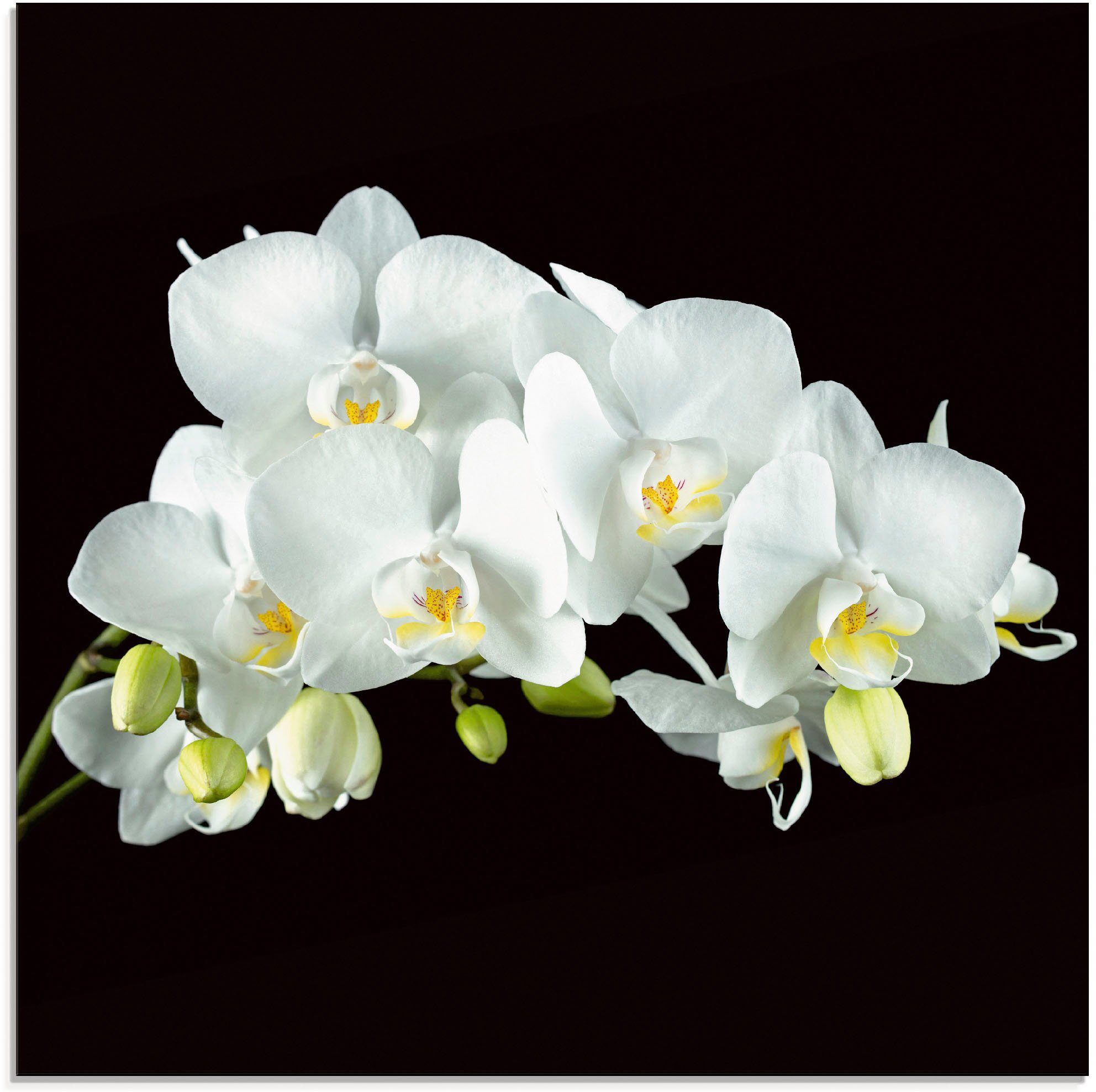 Orchidee Weiße Artland (1 Größen St), Hintergrund, schwarzem in auf verschiedenen Blumen Glasbild