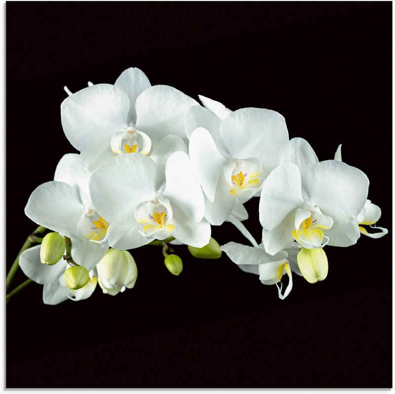 Artland Glasbild Weiße Orchidee auf schwarzem Hintergrund, Blumen (1 St), in verschiedenen Größen