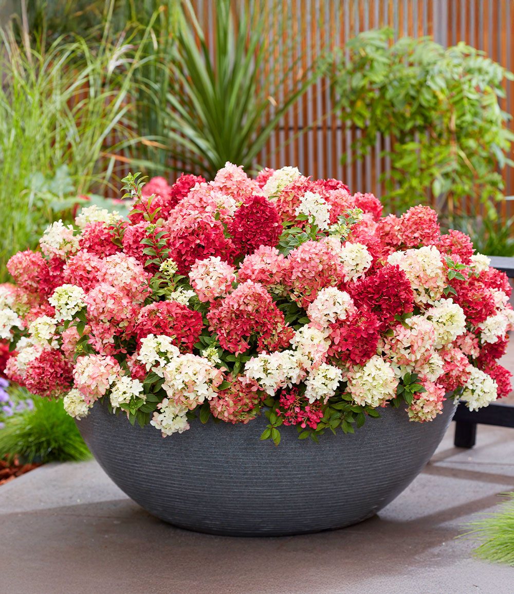 BALDUR Garten Zierstrauch Niedrige Hortensie 'Groundbreaker® Ruby®', 1 St., Üppige blüte, reichblühend, winterhart, mehrjährig
