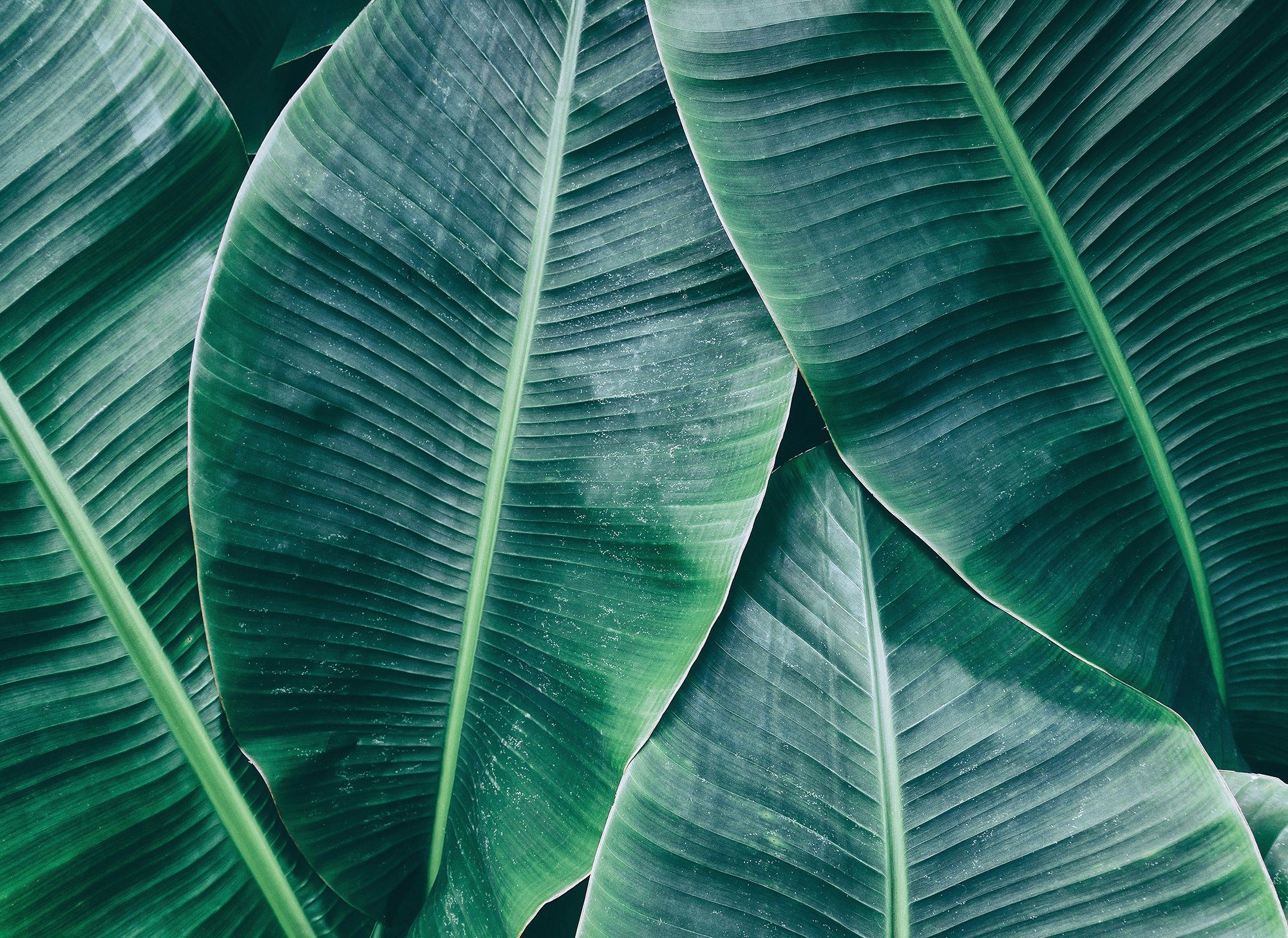 living walls Fototapete Designwalls Banana Leaves 1, glatt, (5 St), Vlies, Wand, Schräge, Decke