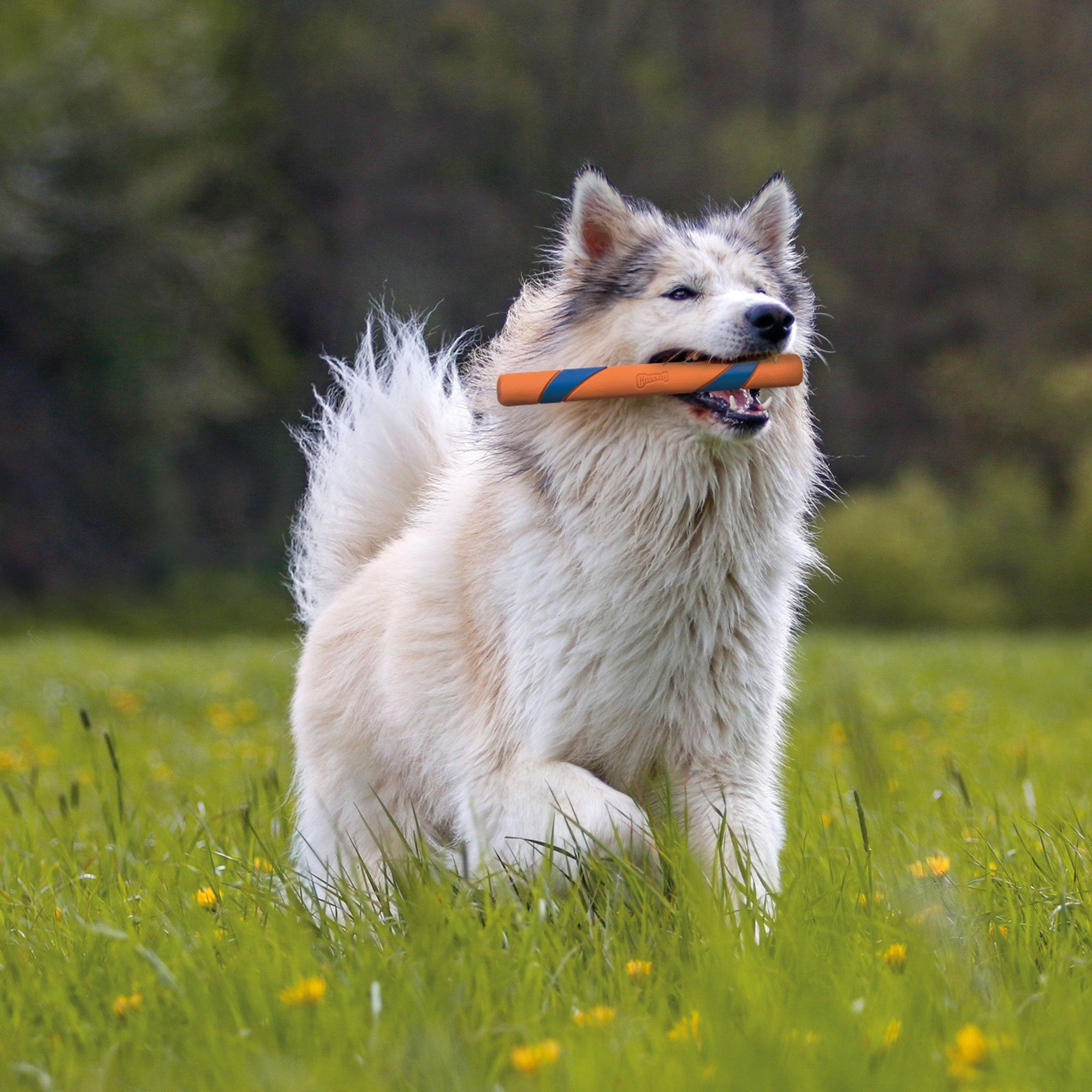 Chuckit Wasserspielzeug ChuckIt Ultra Fetch Stick, 100% Naturkautschuk, (1-tlg) Schwimmfähig