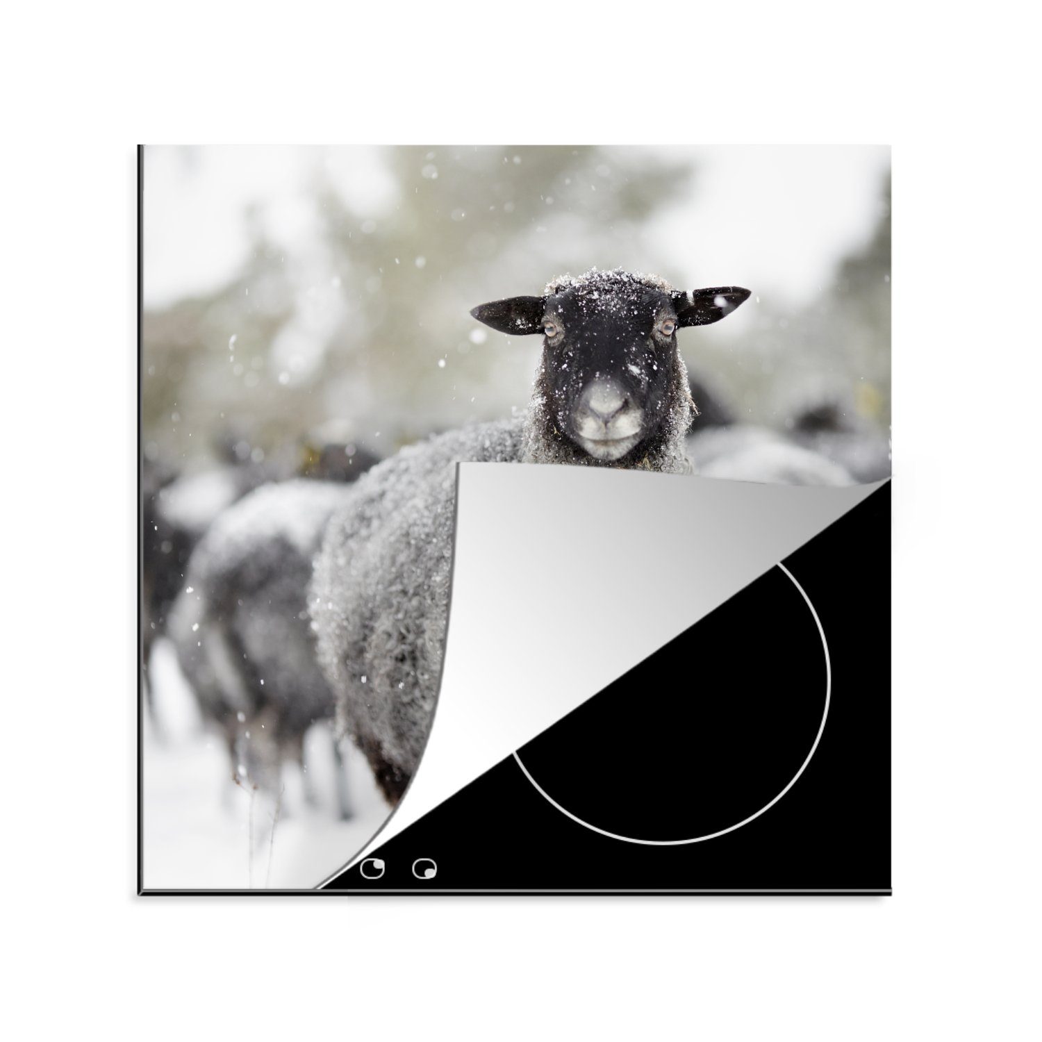 (1 - MuchoWow küche Schnee - Winter, Schafe Ceranfeldabdeckung, für 78x78 Herdblende-/Abdeckplatte tlg), Vinyl, Arbeitsplatte cm,