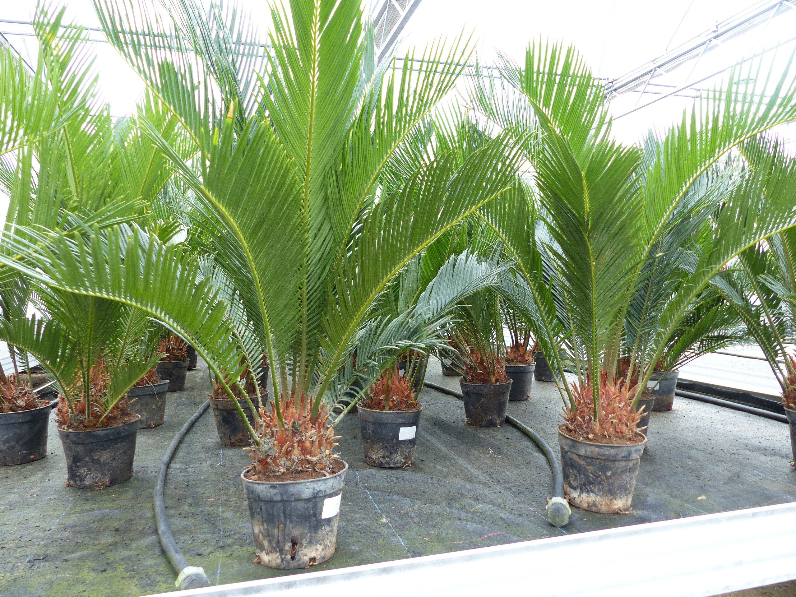 gruenwaren jakubik Baum Cycas Revoluta Bonsai 40 - 60 cm Palmfarn Sagopalme Palme