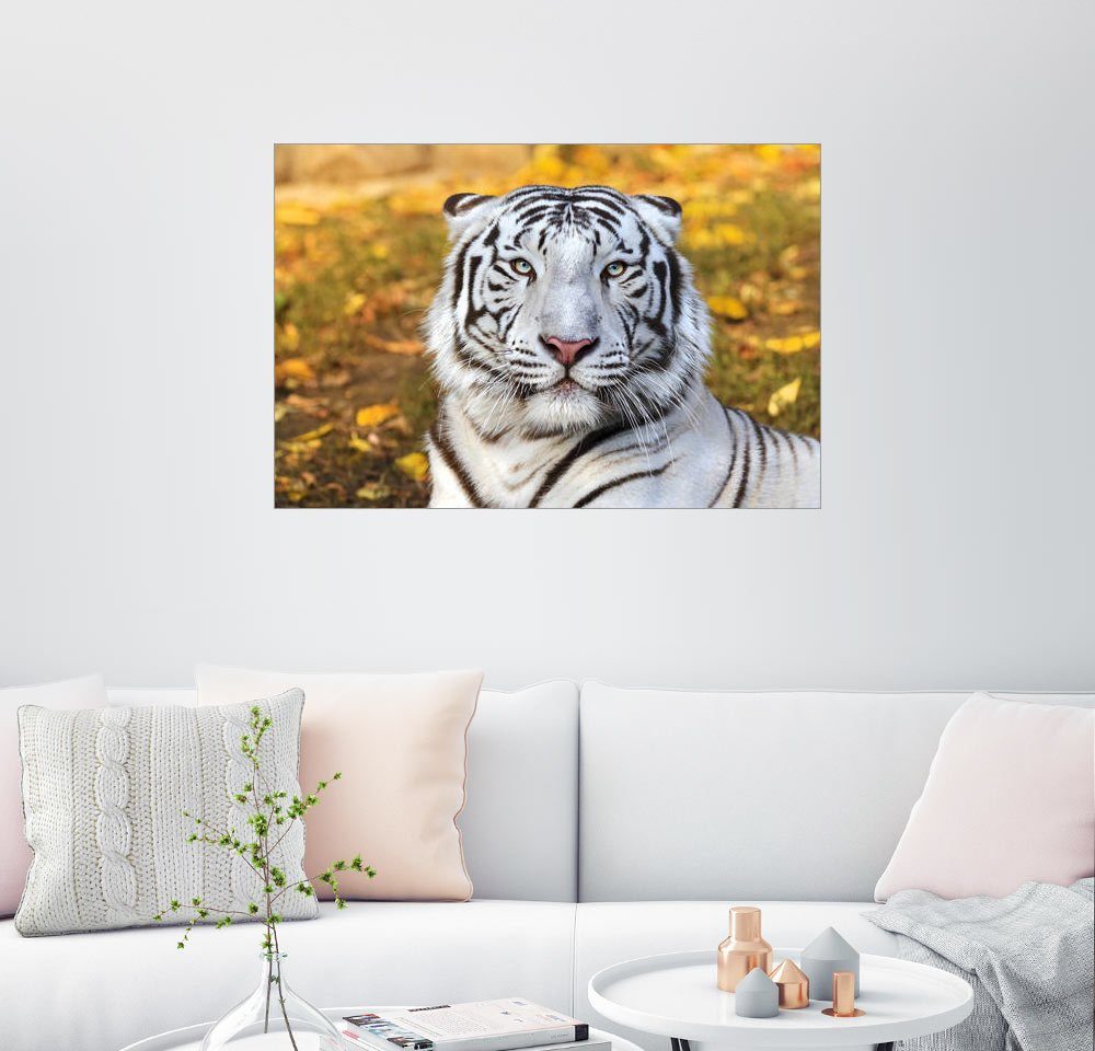 Posterlounge Wandbild »Weißer Tiger in Nahaufnahme« online kaufen | OTTO