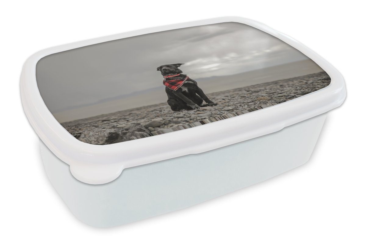 Erwachsene, Brotbox - und für Brotdose, Kinder und Jungs Lunchbox (2-tlg), Mädchen MuchoWow Hund weiß - für Wolke, Strand Kunststoff,