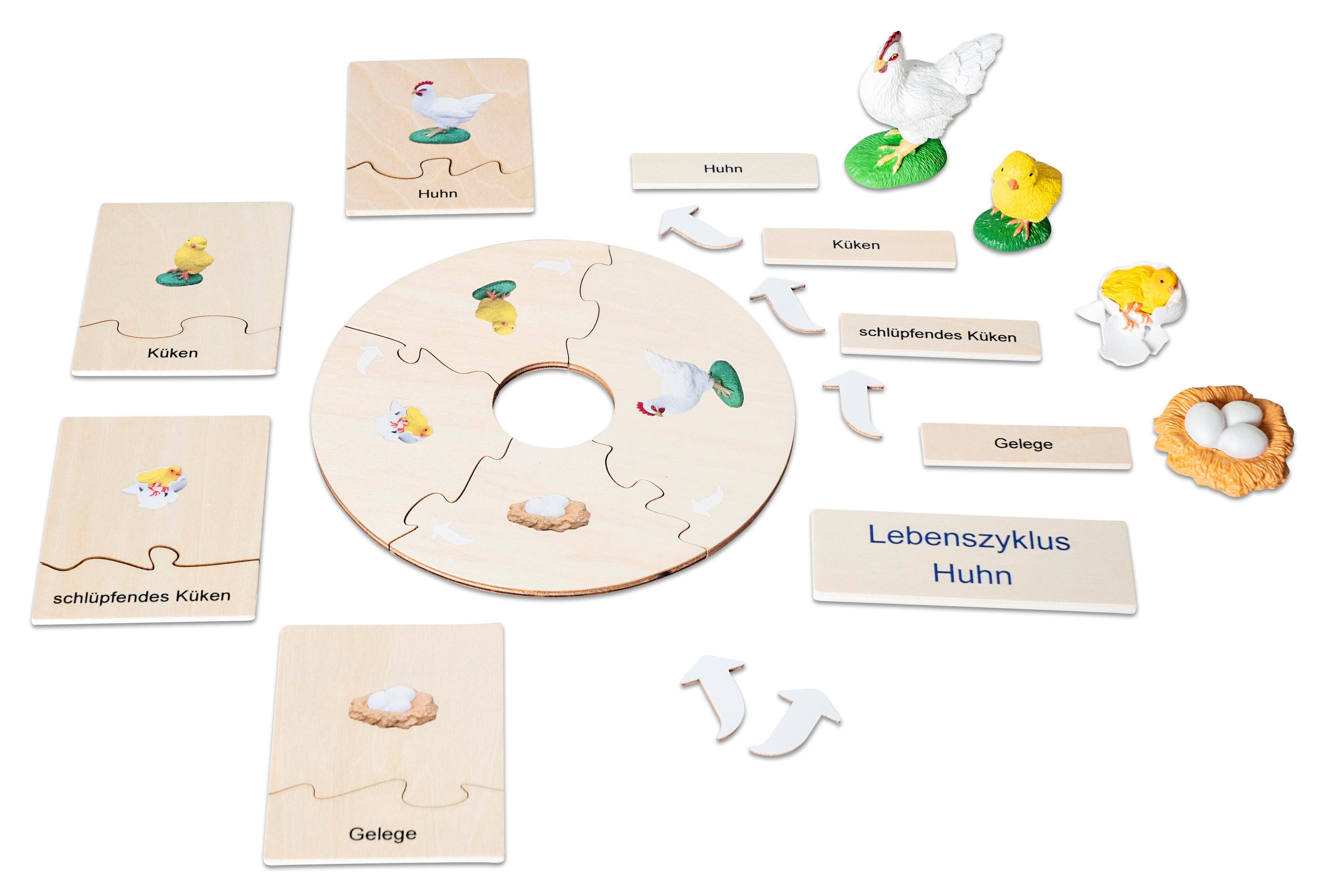 Betzold Lernspielzeug Lebenszyklus Huhn