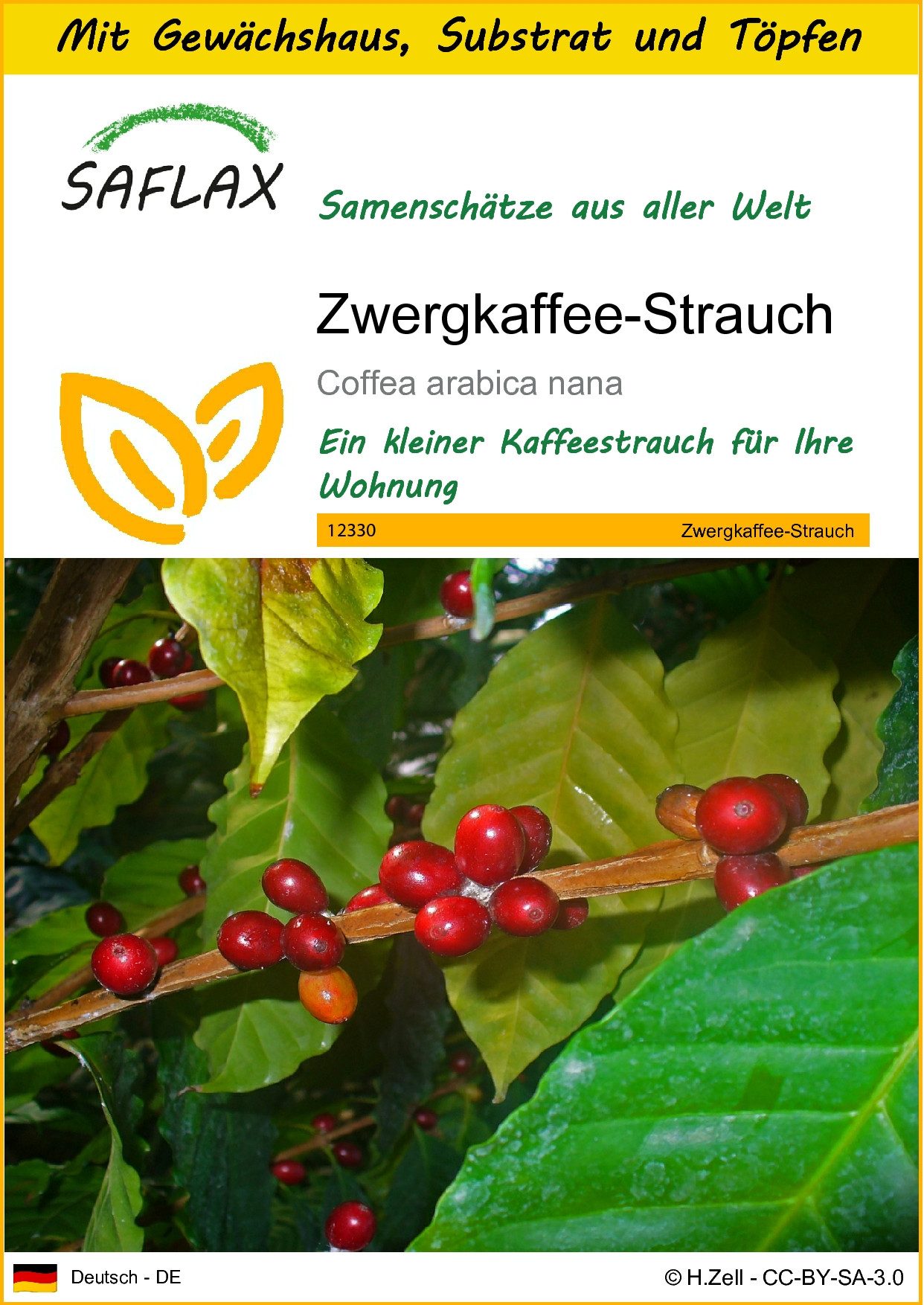 Blumensamen SAFLAX - Anzuchtset - Zwergkaffee-Strauch