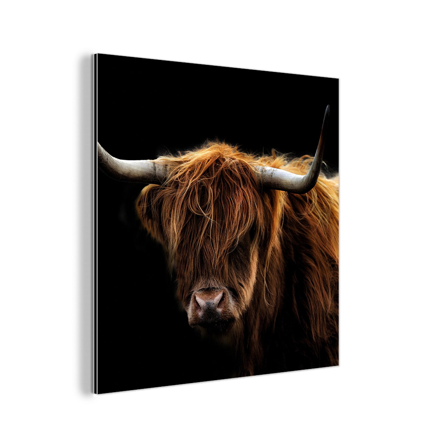 MuchoWow Metallbild Schottischer Highlander - Hörner günstig online kaufen