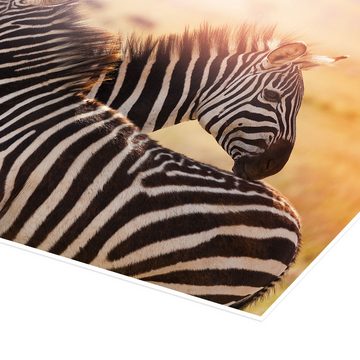 Posterlounge Poster Editors Choice, Zebrastute mit Fohlen, Kenia, Fotografie