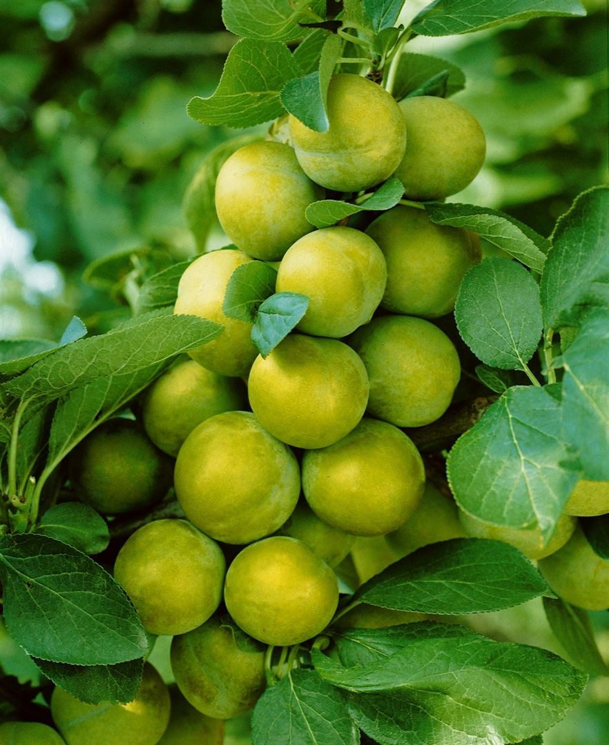 Pflanzen für Dich Obstpflanze Prunus dom. Quillins Reneklode, 1 St., Quillins Reneklode, Reneklode, Edel-Pflaume, gelbfruchtig, süßaromatisch