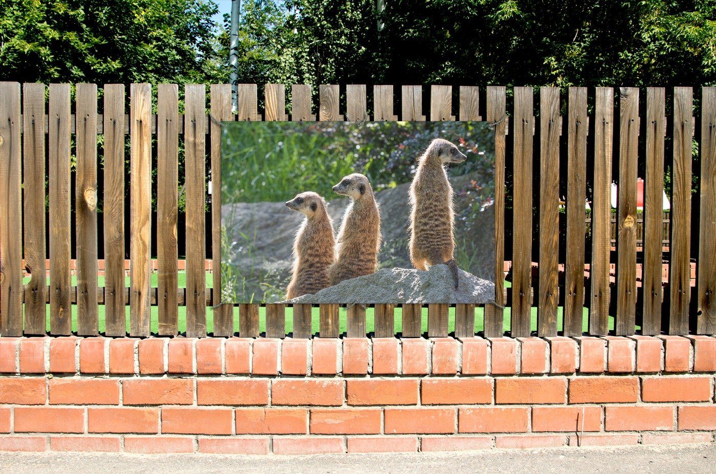 Wallario Sichtschutzzaunmatten Erdmännchen im Sonnenschein