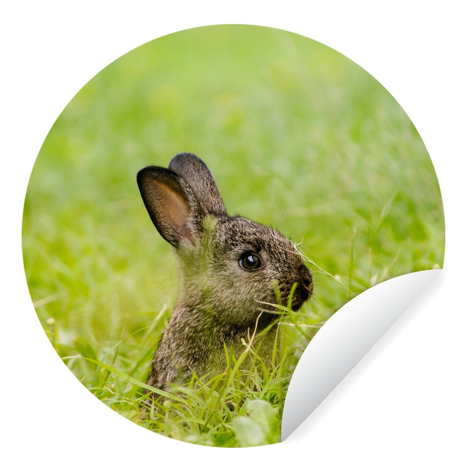 MuchoWow Wandsticker Kaninchen - Baby - Gras (1 St), Tapetenkreis für Kinderzimmer, Tapetenaufkleber, Rund, Wohnzimmer
