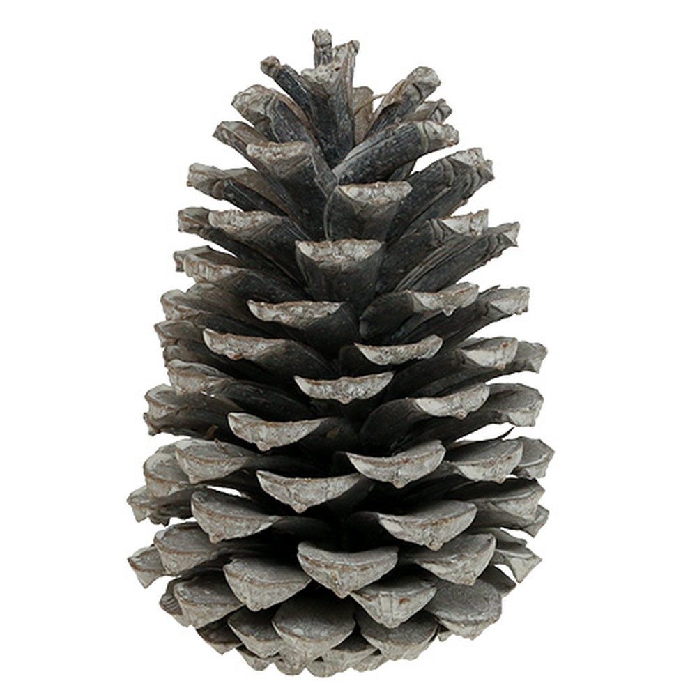 Trockenblume Maritima Zapfen groß 10cm-14cm Naturdeko weißgewaschen 25er, Viana, Höhe 14 cm