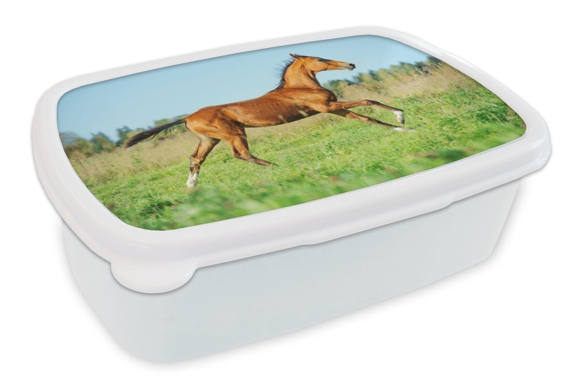 MuchoWow Lunchbox Pferd - Gras - Braun, Kunststoff, (2-tlg), Brotbox für Kinder und Erwachsene, Brotdose, für Jungs und Mädchen weiß