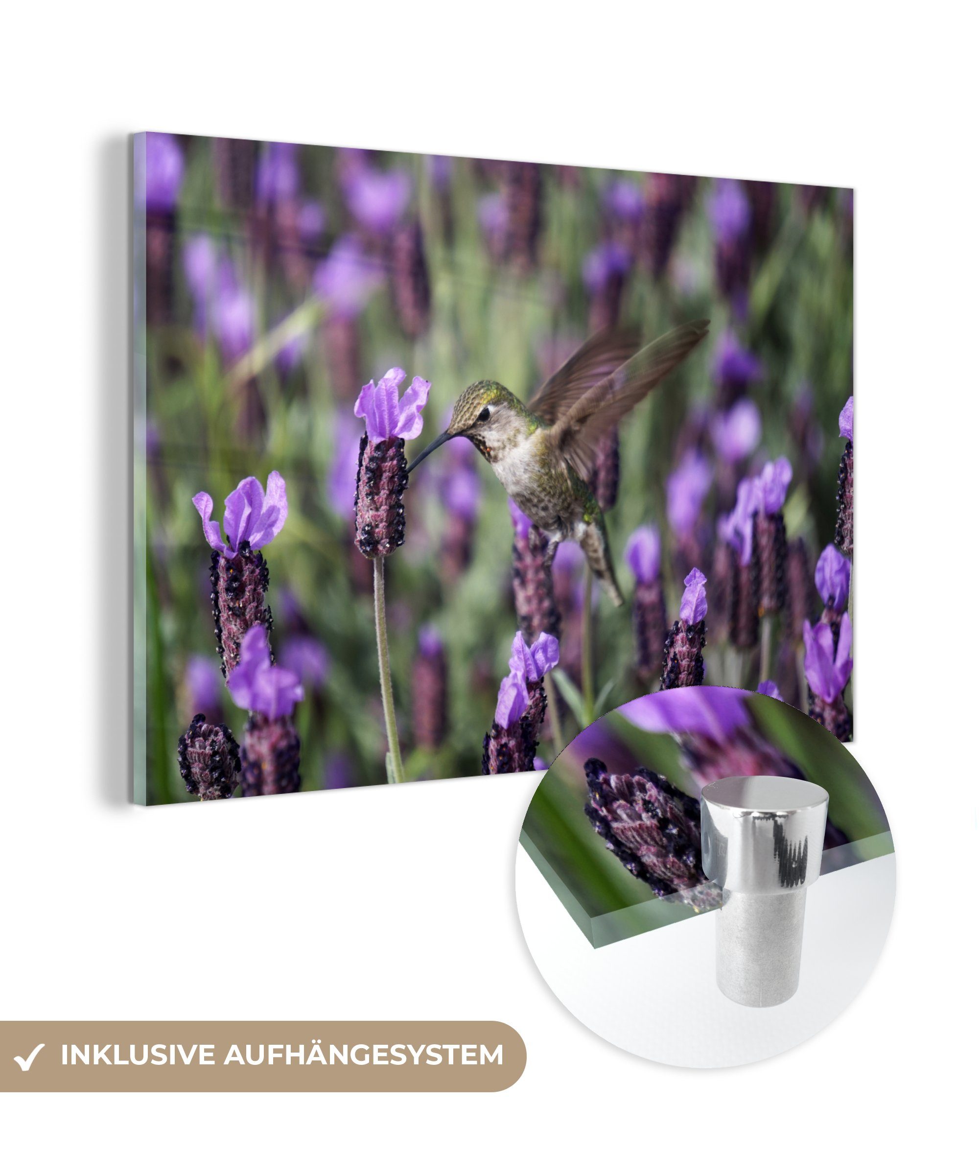MuchoWow Acrylglasbild Lavendel - Vogel - Blumen, (1 St), Acrylglasbilder Wohnzimmer & Schlafzimmer