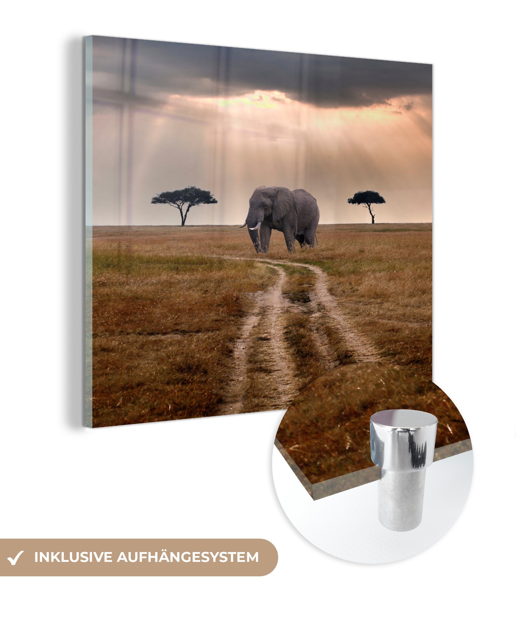 MuchoWow Acrylglasbild Elefant - Tiere - Wiese - Sonne, (1 St), Glasbilder - Bilder auf Glas Wandbild - Foto auf Glas - Wanddekoration