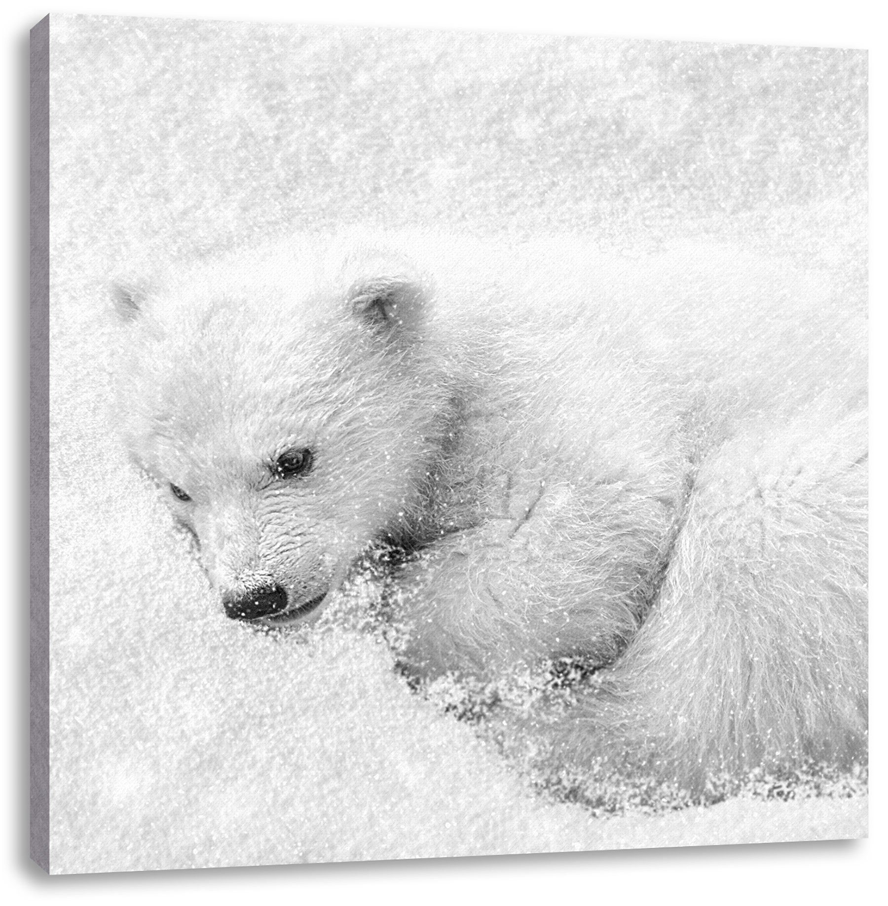 Pixxprint Leinwandbild Eisbär im Schnee, Eisbär im Schnee (1 St), Leinwandbild fertig bespannt, inkl. Zackenaufhänger