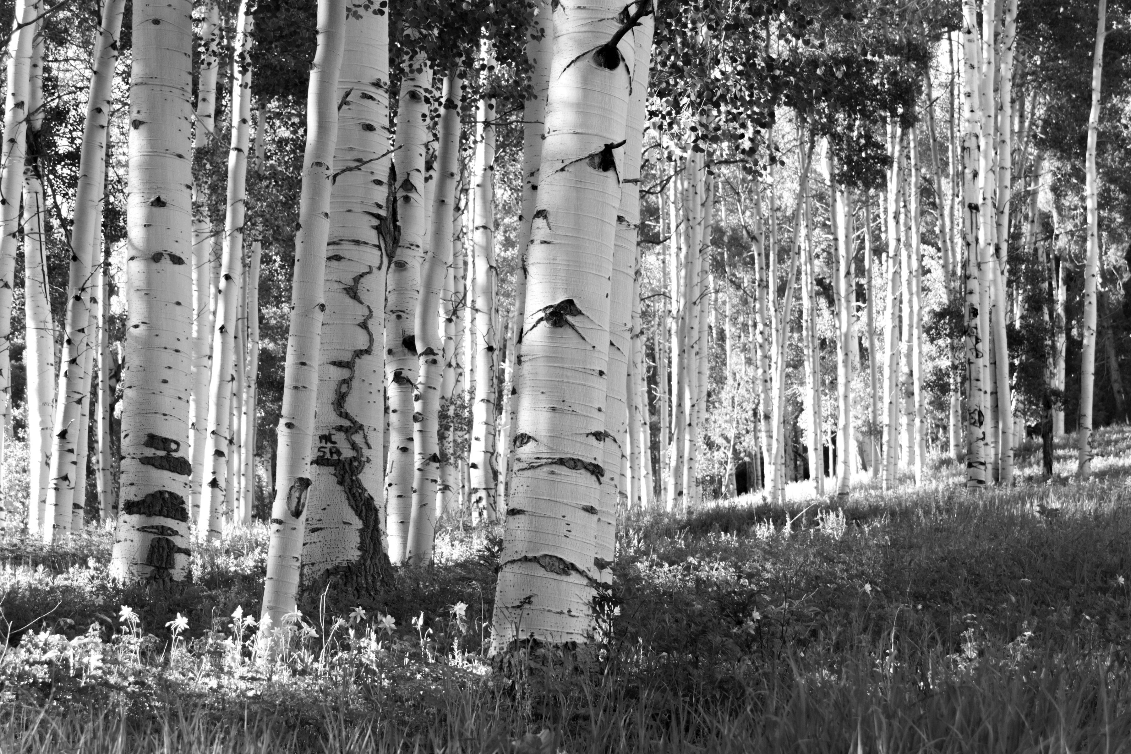Fototapete Birkenwald Schwarz & Weiß