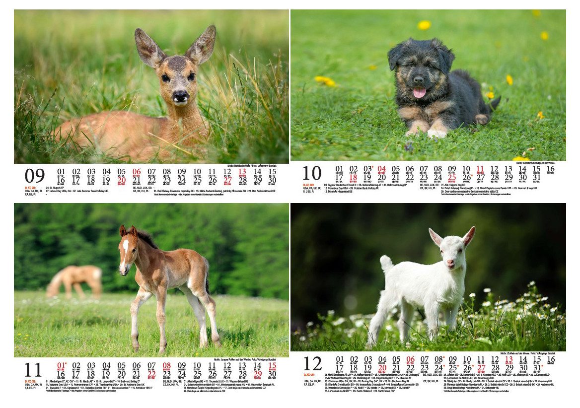 Seelenzauber Tischkalender Tierkinder Bauernhof DIN A5 Tischkalender für 2026 Tiere Bauernhof