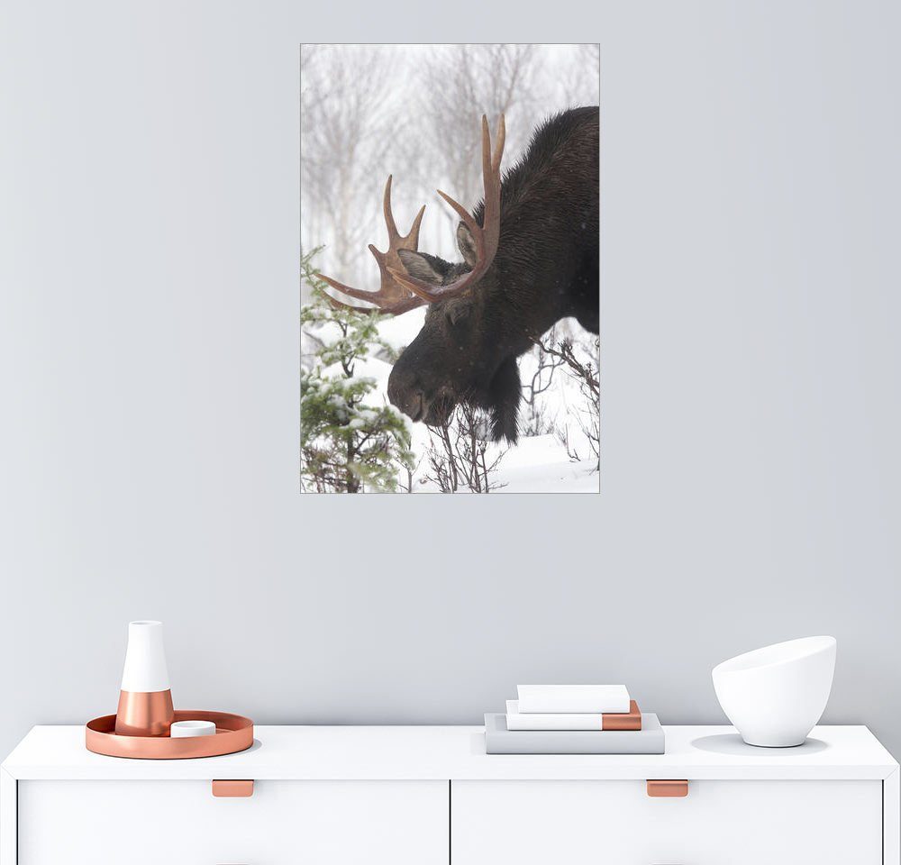 Posterlounge Wandbild Philippe Henry »Elch im Winter