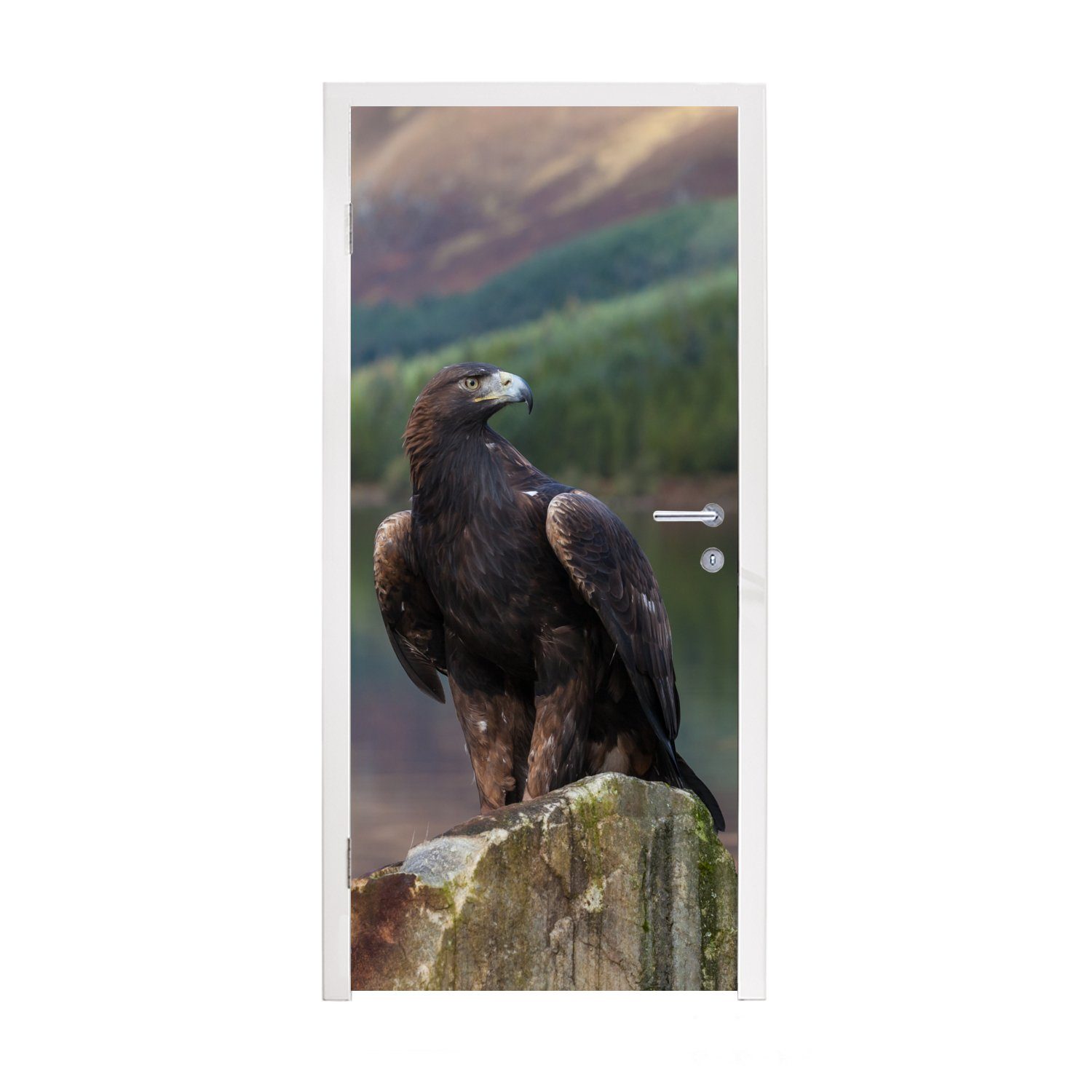 Vogel Fototapete - für 75x205 Steinadler bedruckt, MuchoWow cm Türtapete St), Türaufkleber, (1 Schottland, Tür, Matt, -