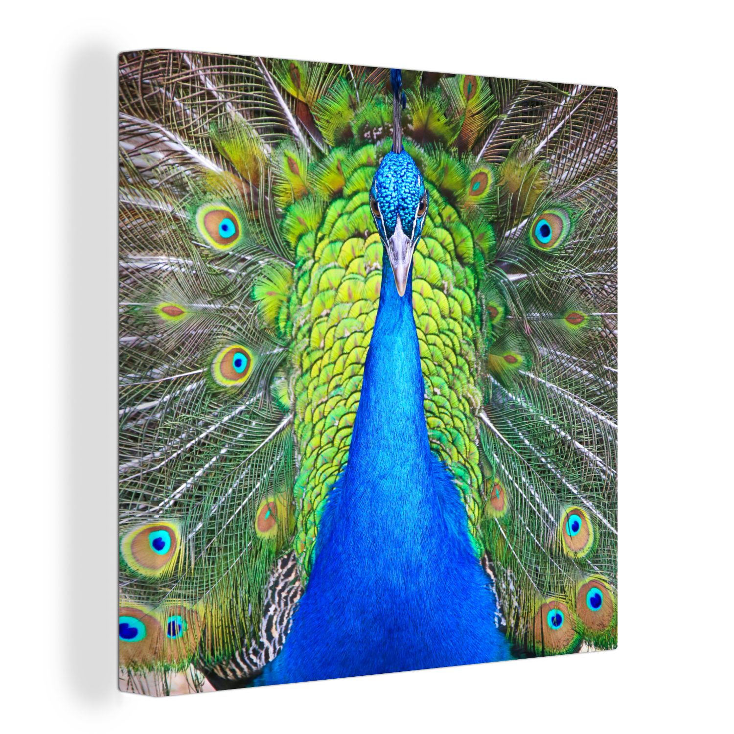 OneMillionCanvasses® Leinwandbild Pfau - Blau - Grün, (1 St), Leinwand Bilder für Wohnzimmer Schlafzimmer | Leinwandbilder
