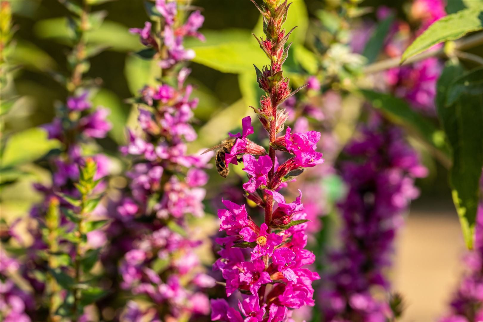 Pflanzen für Dich Staude Lythrum salicaria 'Robin', 1 St., Blutweiderich, Gewöhnlicher Blutweiderich – Bild 3 von 4