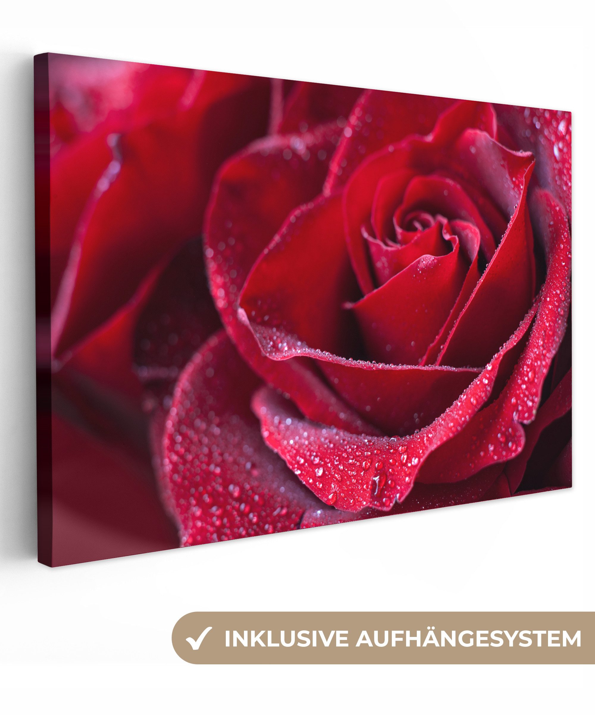 OneMillionCanvasses® Leinwandbild Rose - Rot - günstig online kaufen