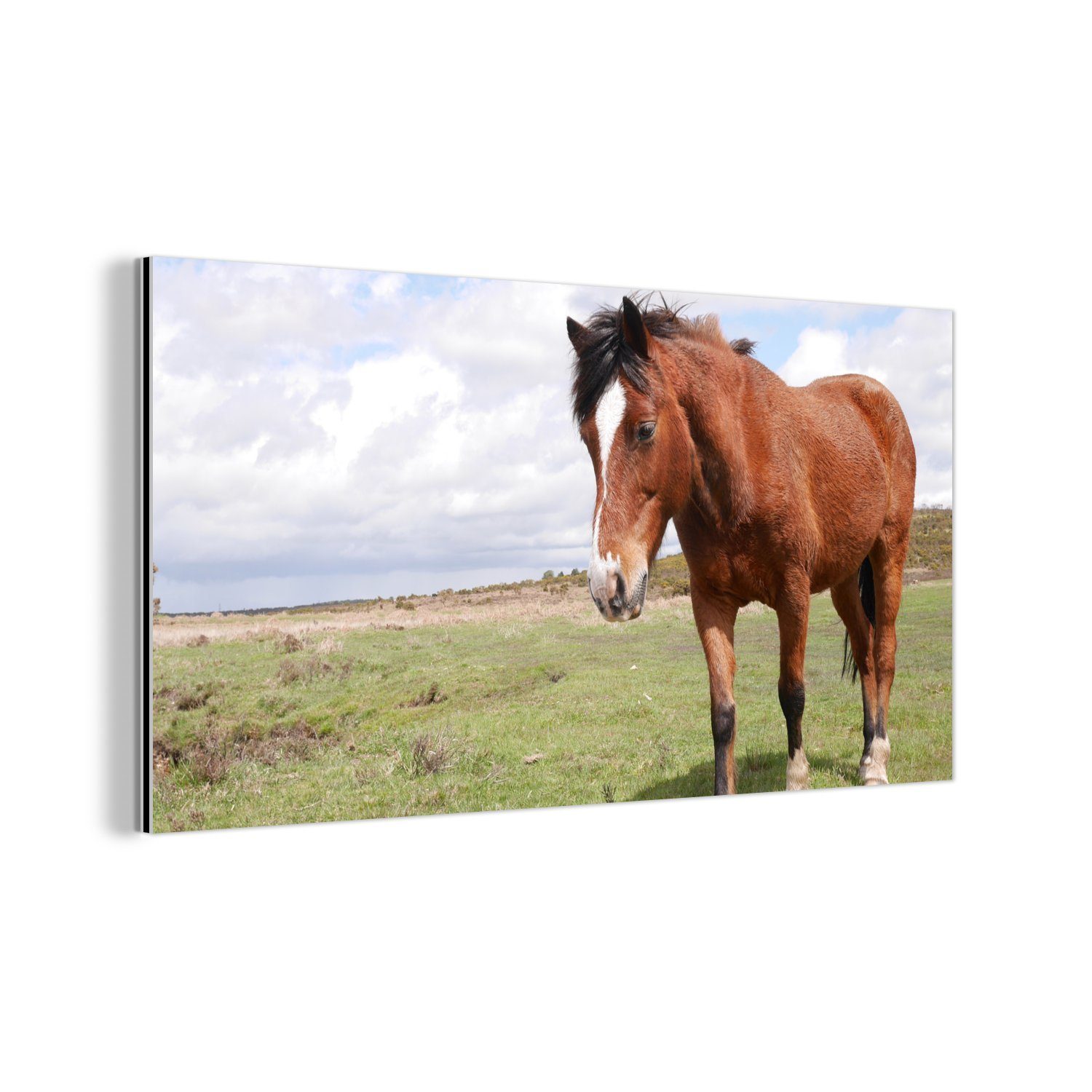 MuchoWow Metallbild Wanddekoration Metall Metallbild Wandkunst Pferd - Licht - Schatten, (1 St)