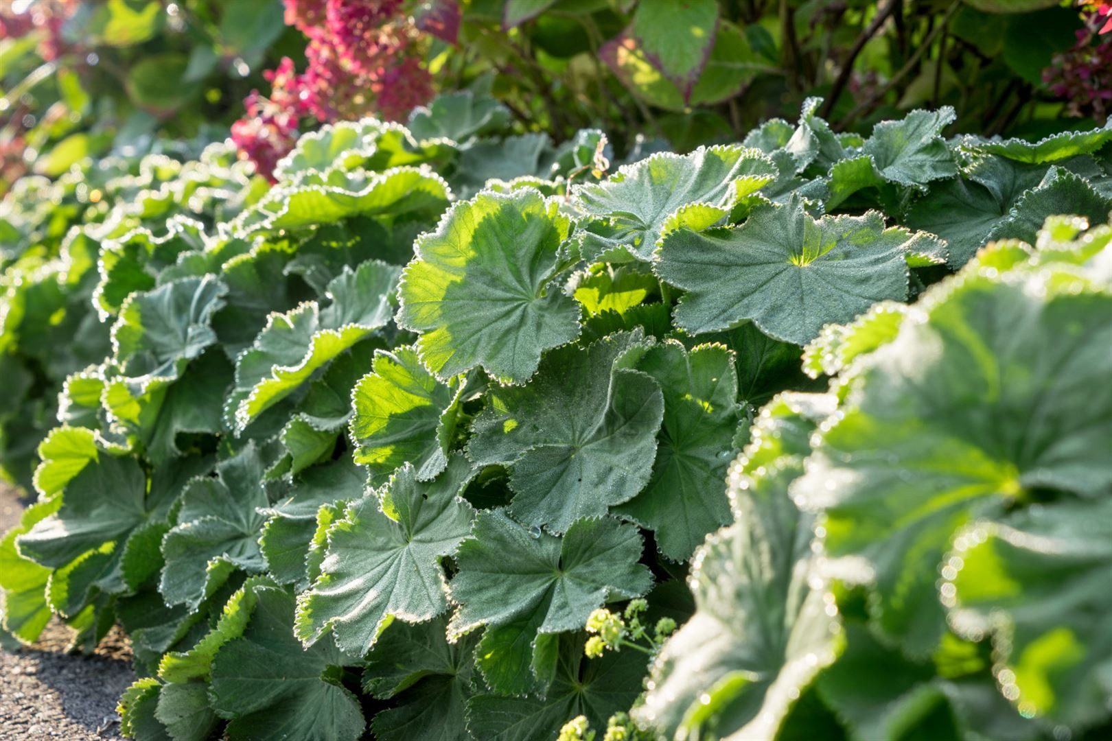 Pflanzen für Dich Staude Alchemilla mollis 'Robustica', veg, 1 St., Frauenmantel, Weicher Frauenmantel