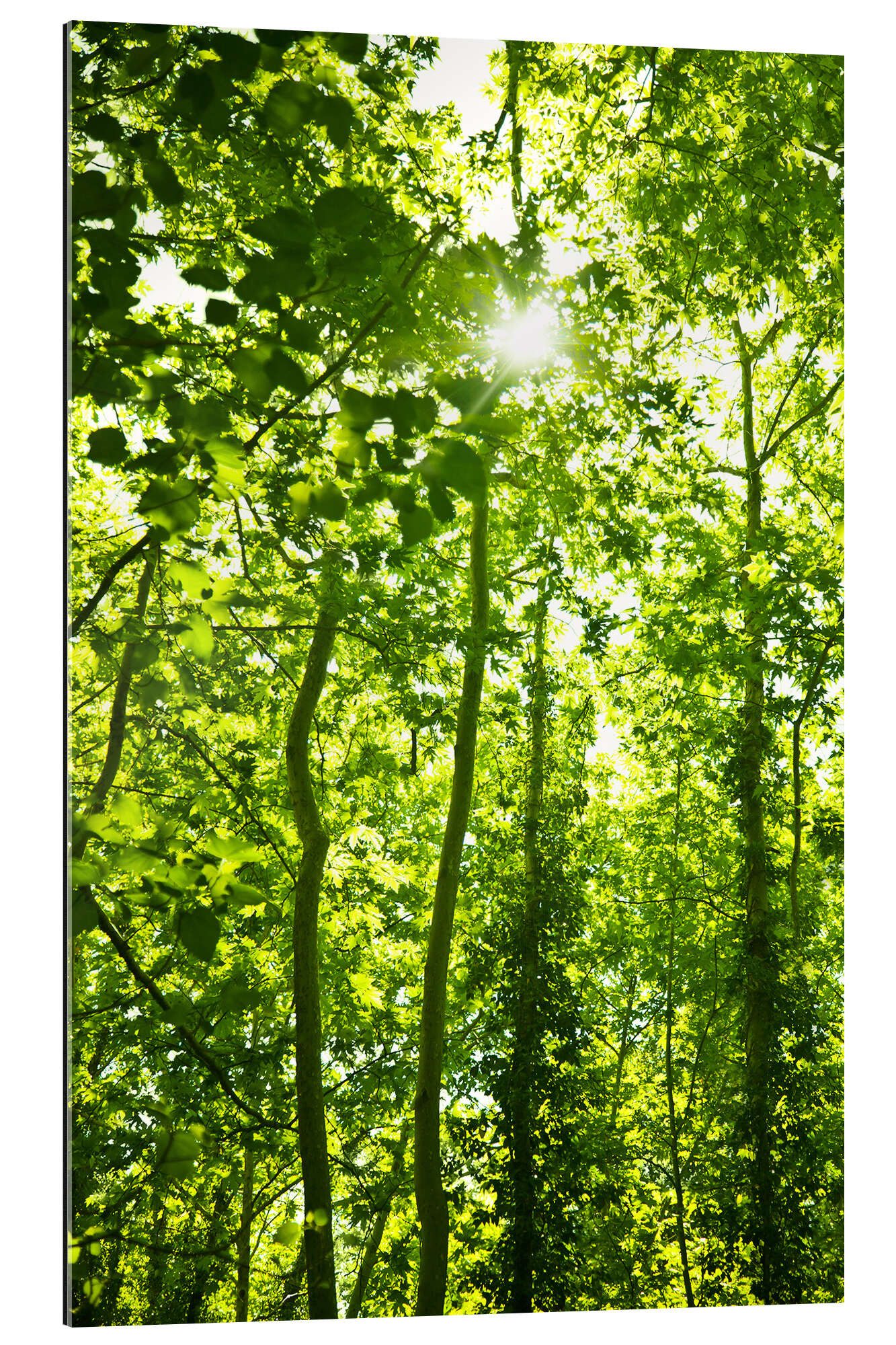 Posterlounge XXL-Wandbild Editors Choice, Grüner Wald im Sonnenlicht, Fotografie