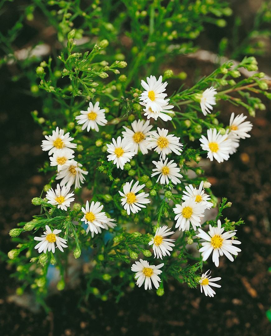 Pflanzen für Dich Staude Aster ericoides Weißer Zwerg, 1 St., Heide-Aster, Myrten-Aster