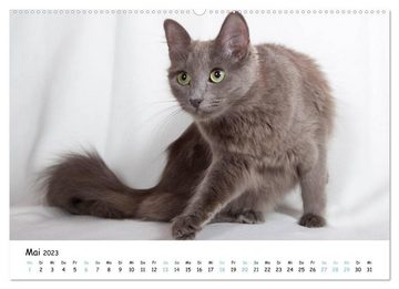 CALVENDO Wandkalender Nebelung Katzen (Premium, hochwertiger DIN A2 Wandkalender 2023, Kunstdruck in Hochglanz)