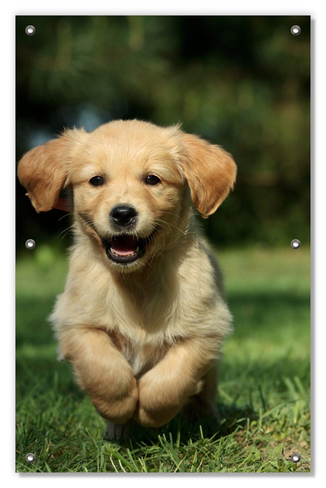 Sonnenschutz Süßer Hund - Golden Retriever, Wallario, blickdicht, mit Saugnäpfen, wiederablösbar und wiederverwendbar