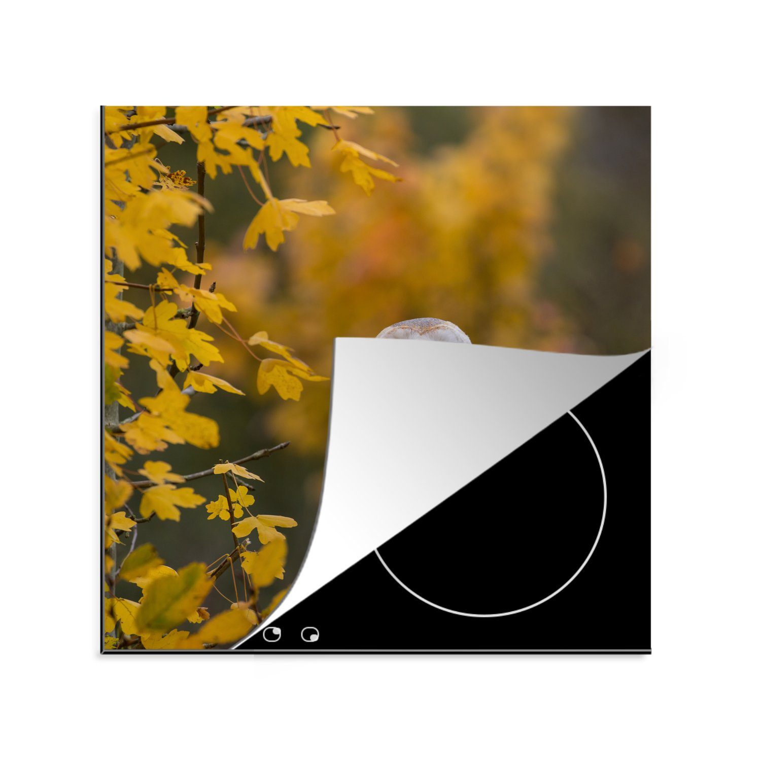 MuchoWow Herdblende-/Abdeckplatte Vogel - Eule - Herbst, Vinyl, (1 tlg), 78x78 cm, Ceranfeldabdeckung, Arbeitsplatte für küche | Herdabdeckplatten