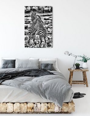 Pixxprint Leinwandbild kämpfende Zebras, kämpfende Zebras (1 St), Leinwandbild fertig bespannt, inkl. Zackenaufhänger