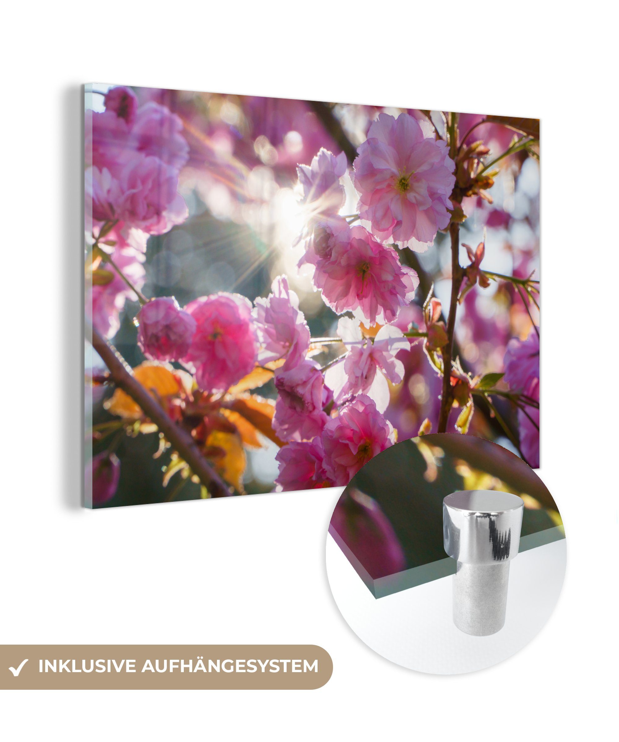 MuchoWow Acrylglasbild Sakura - Sonne - Frühling, (1 St), Acrylglasbilder Wohnzimmer & Schlafzimmer