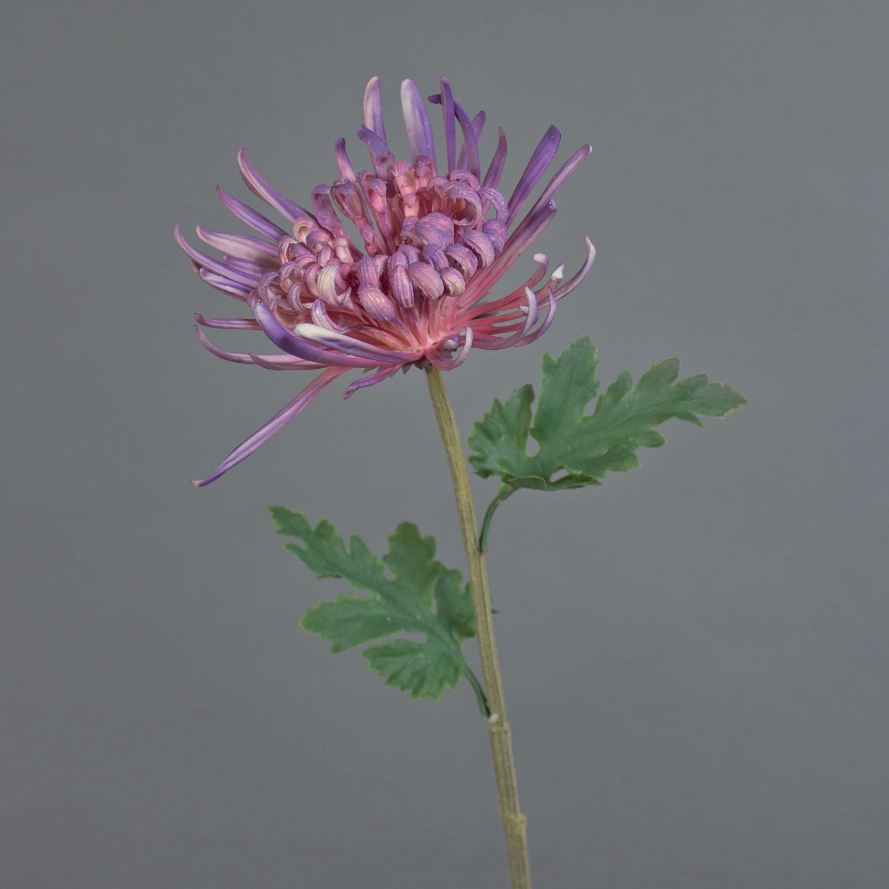 Kunstblume Dekoblume Chrysantheme YASULI, lila, 70 cm Chrysantheme, artplants, Höhe 70.0 cm