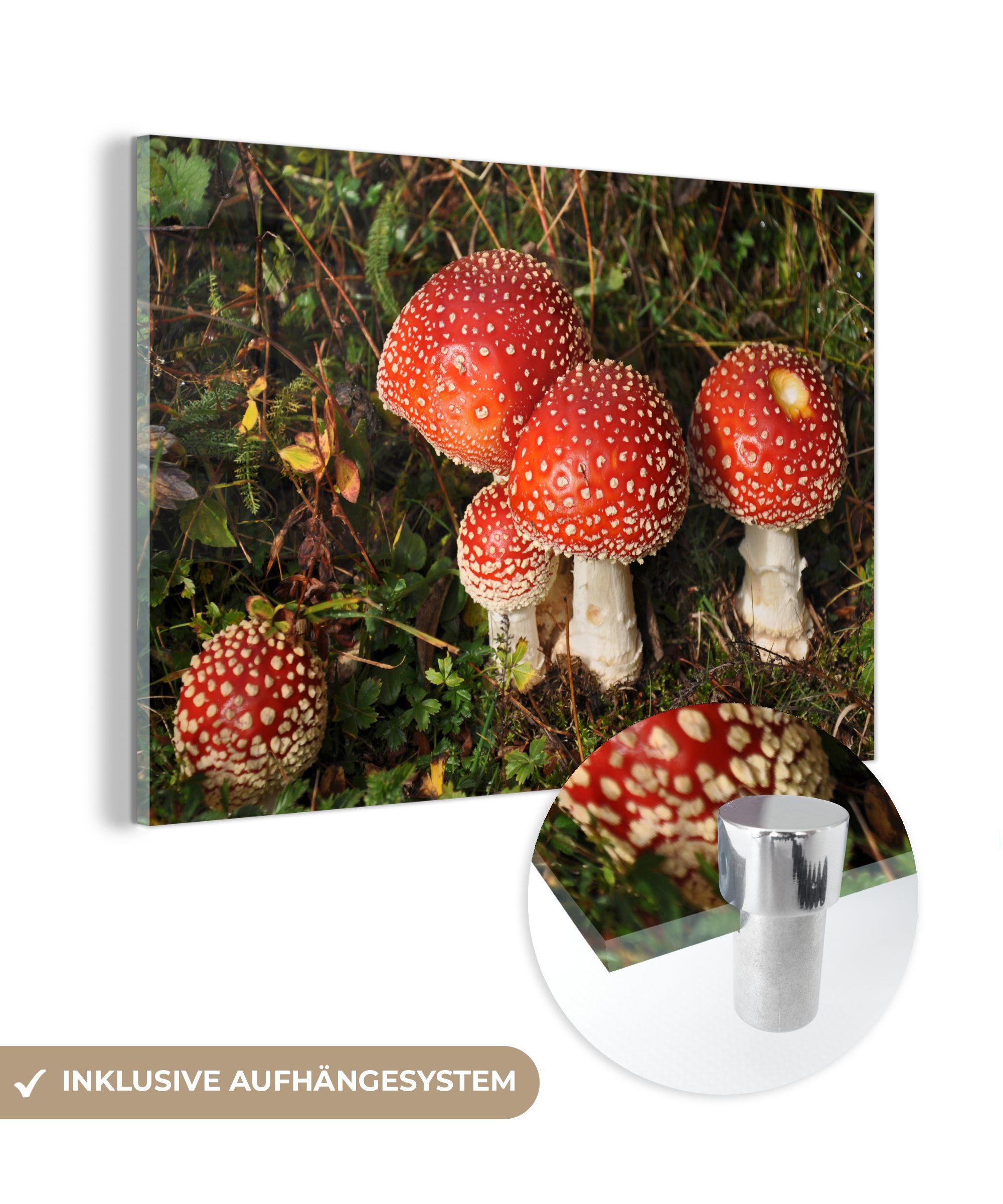MuchoWow Acrylglasbild Rote Pilze gegen grünes Gras, (1 St), Acrylglasbilder Wohnzimmer & Schlafzimmer