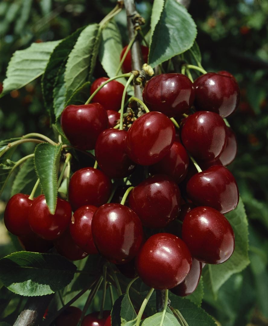 Pflanzen für Dich Obstpflanze Prunus avi. Große Schwarze Knorpel, 1 St., Gr günstig online kaufen